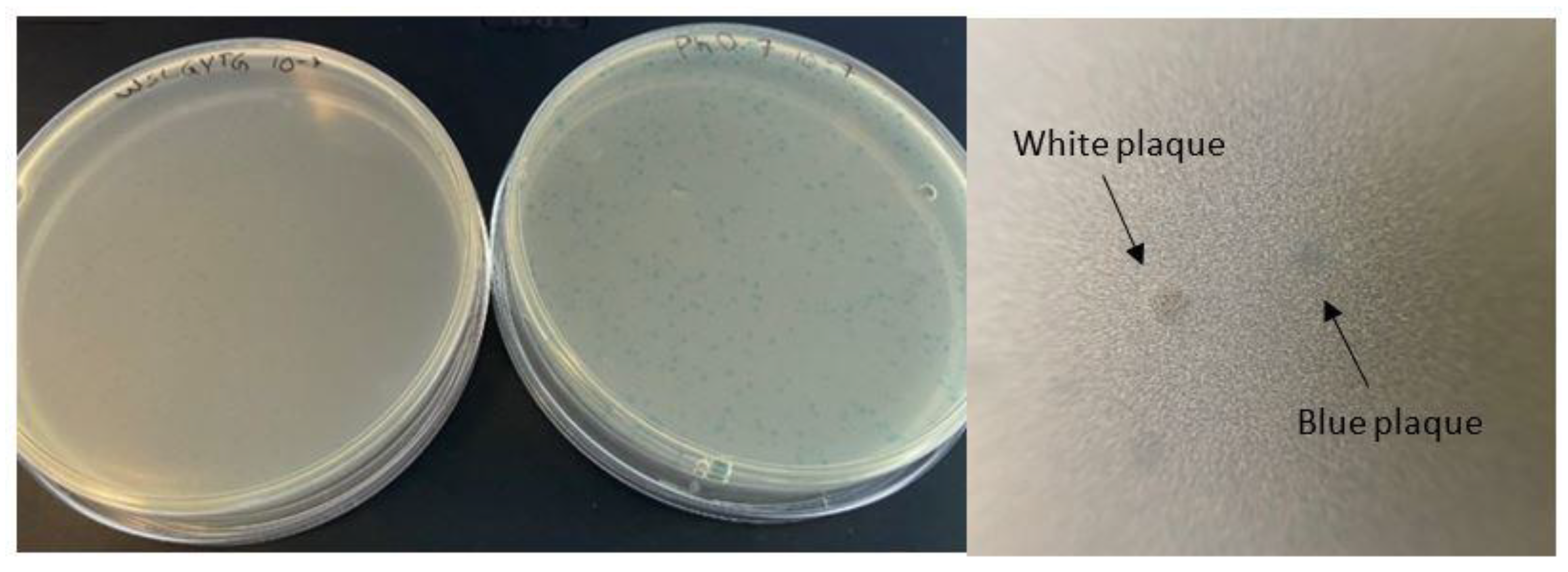 Ijms 23 03308 g001 550