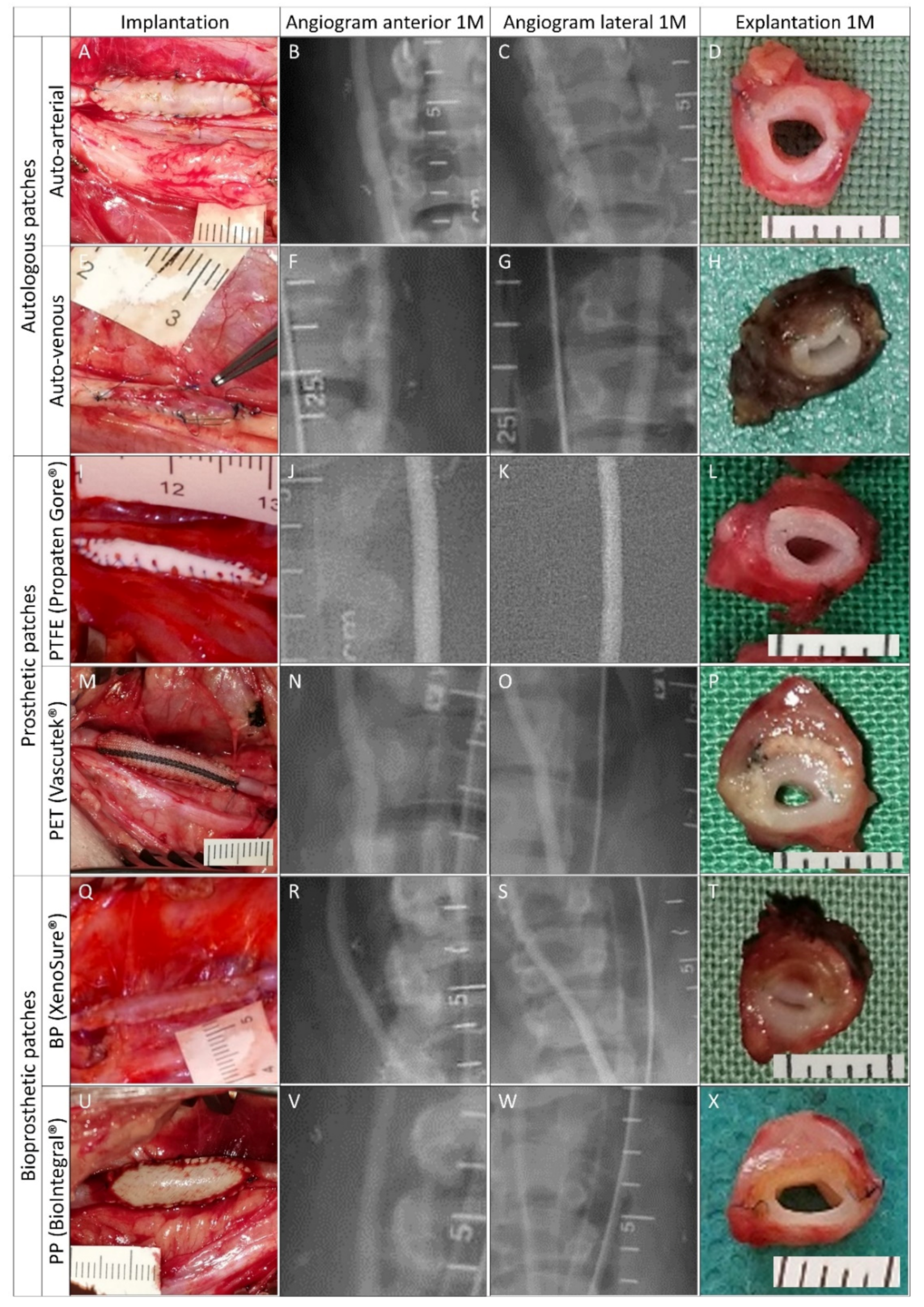 Ijms 23 03310 g005 Ijms 23 03310 g005