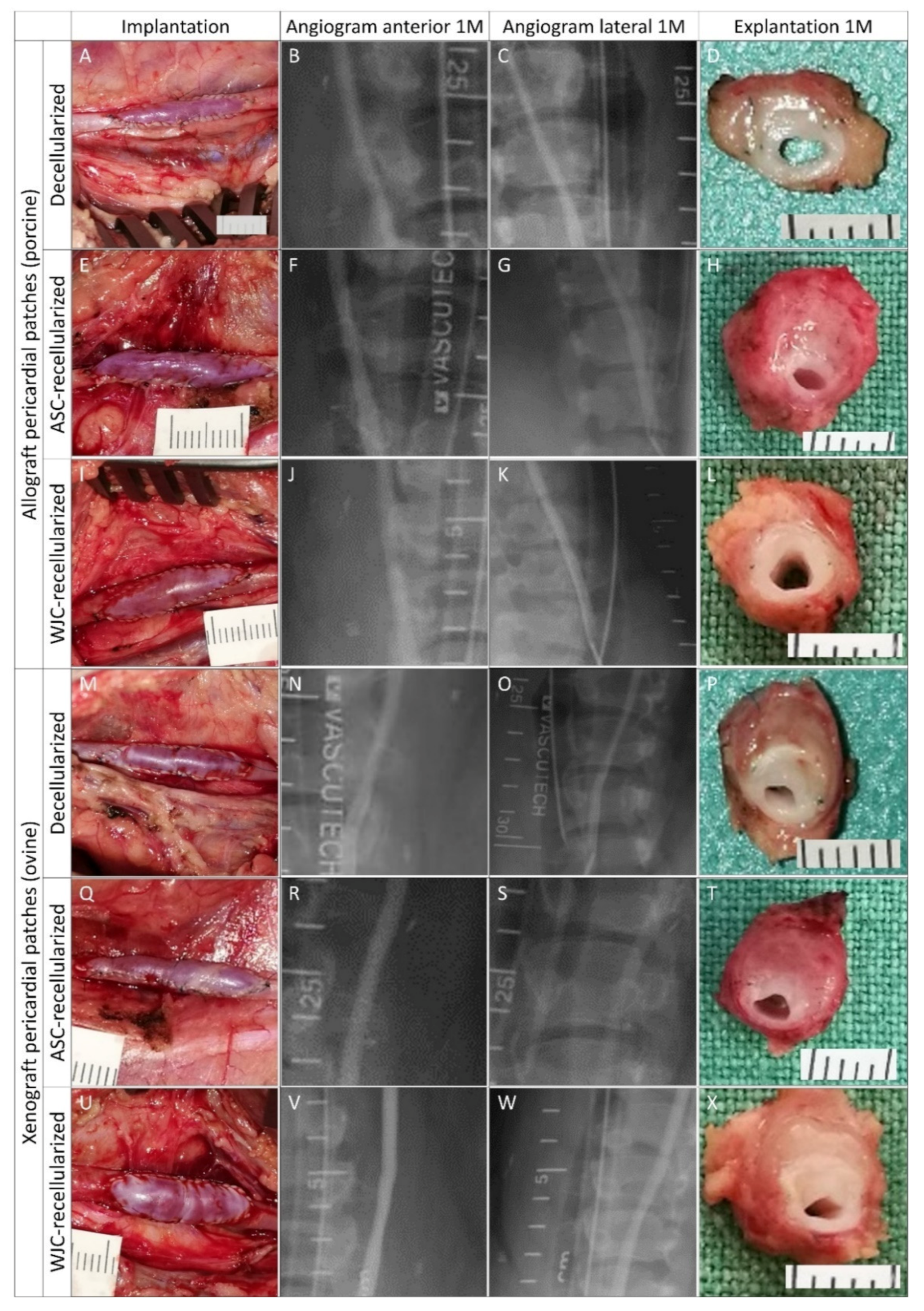 Ijms 23 03310 g006 Ijms 23 03310 g006