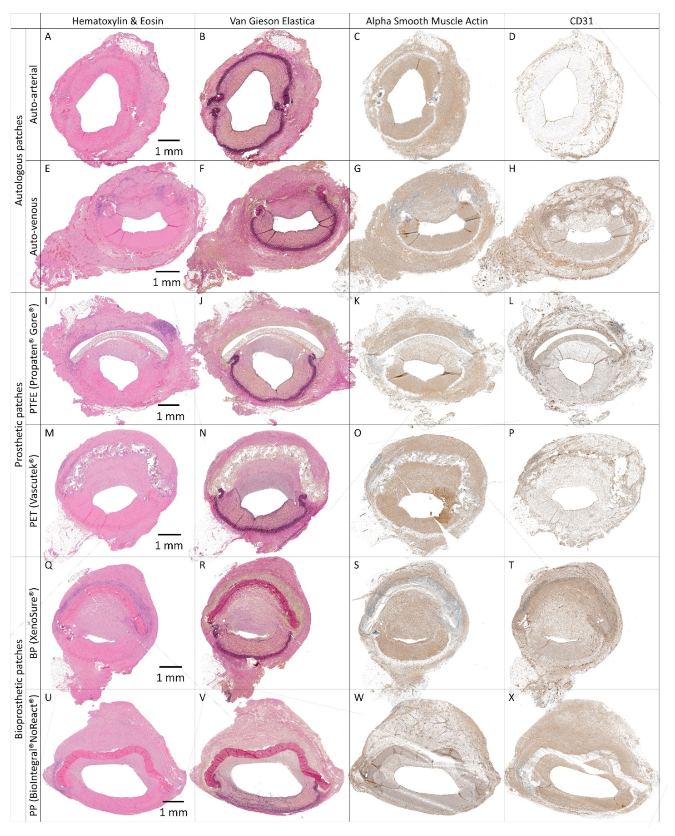 Ijms 23 03310 g007 Ijms 23 03310 g007