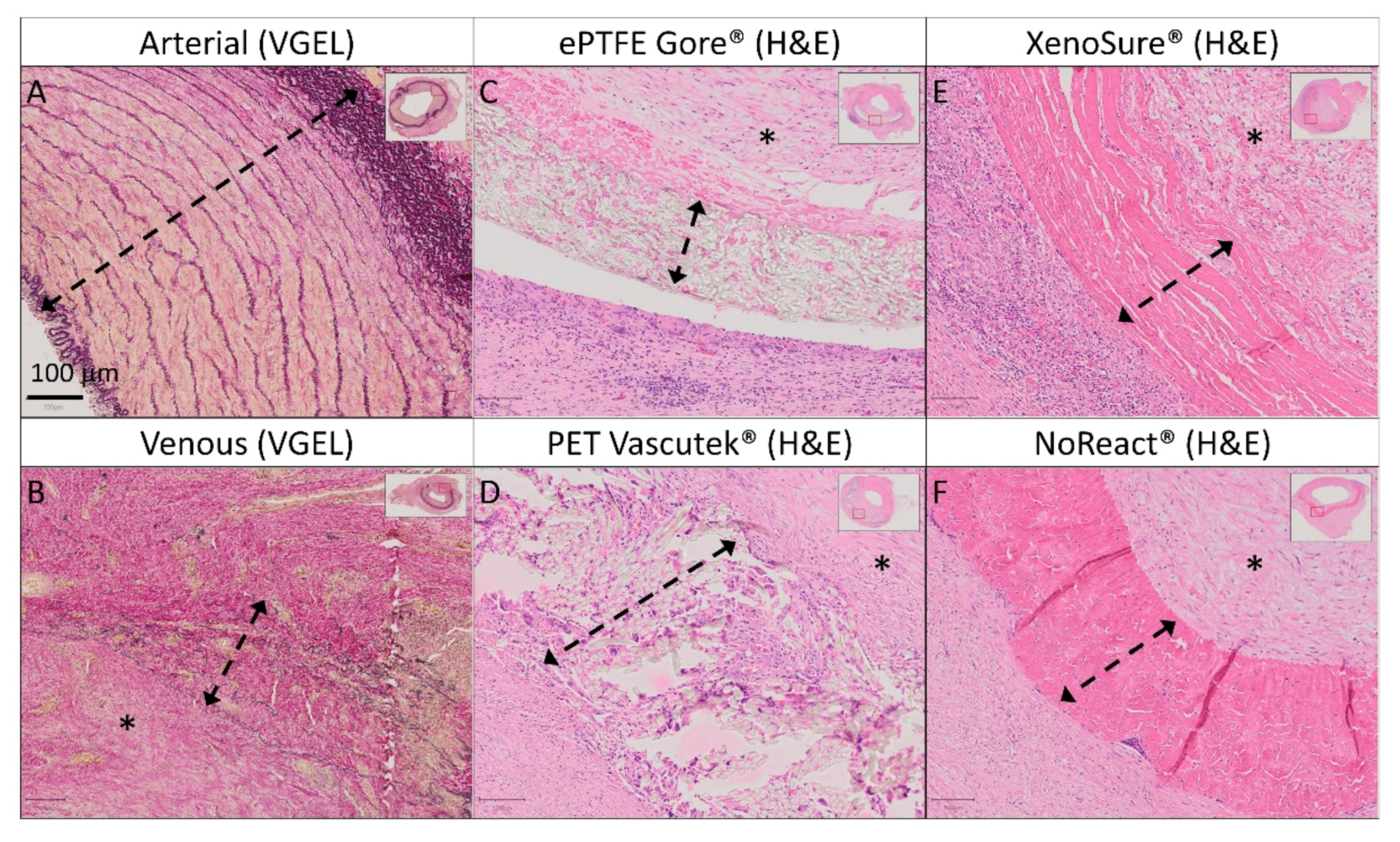 Ijms 23 03310 g008 Ijms 23 03310 g008