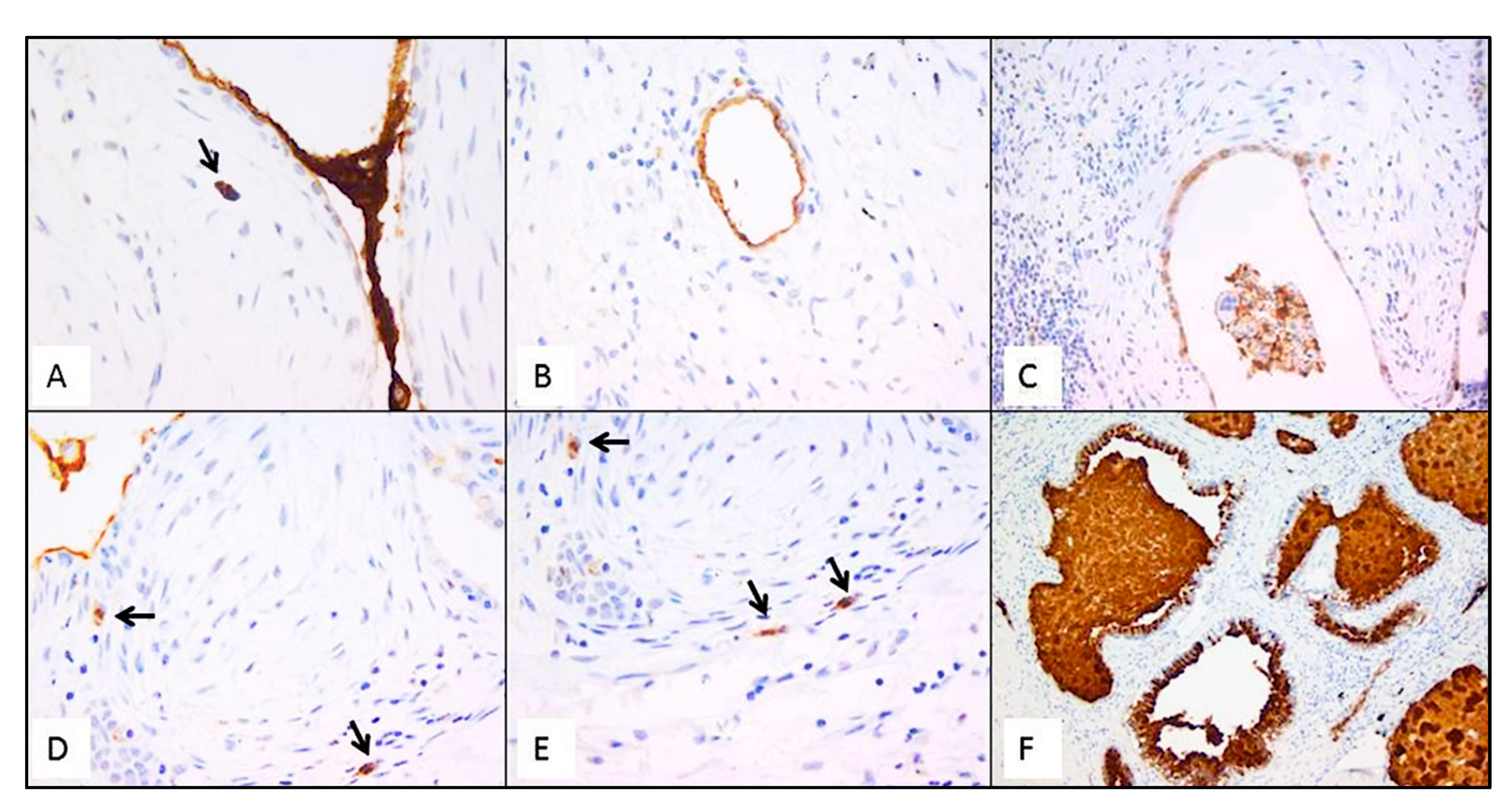 Ijms 23 03323 g007 550