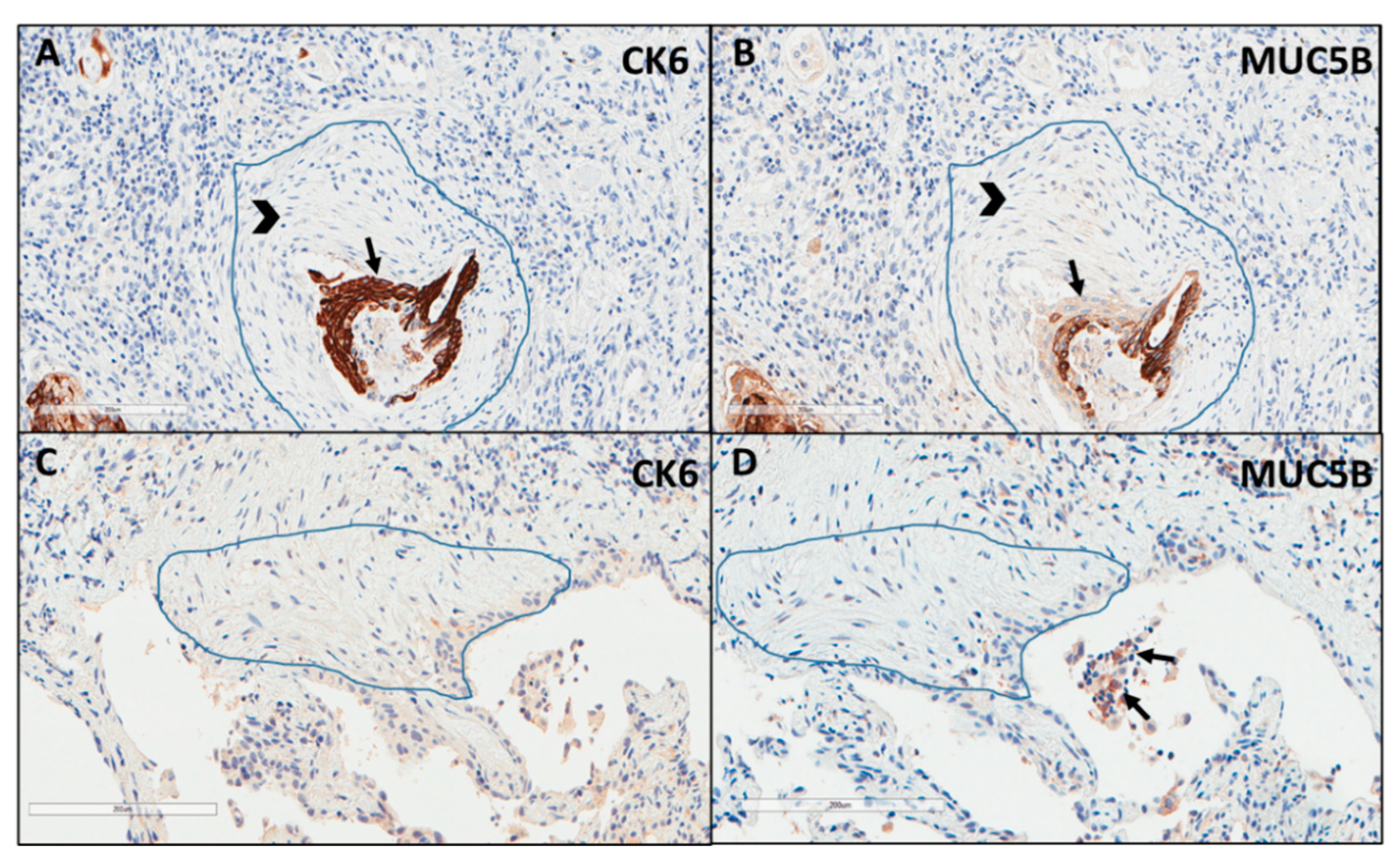 Ijms 23 03323 g008 550