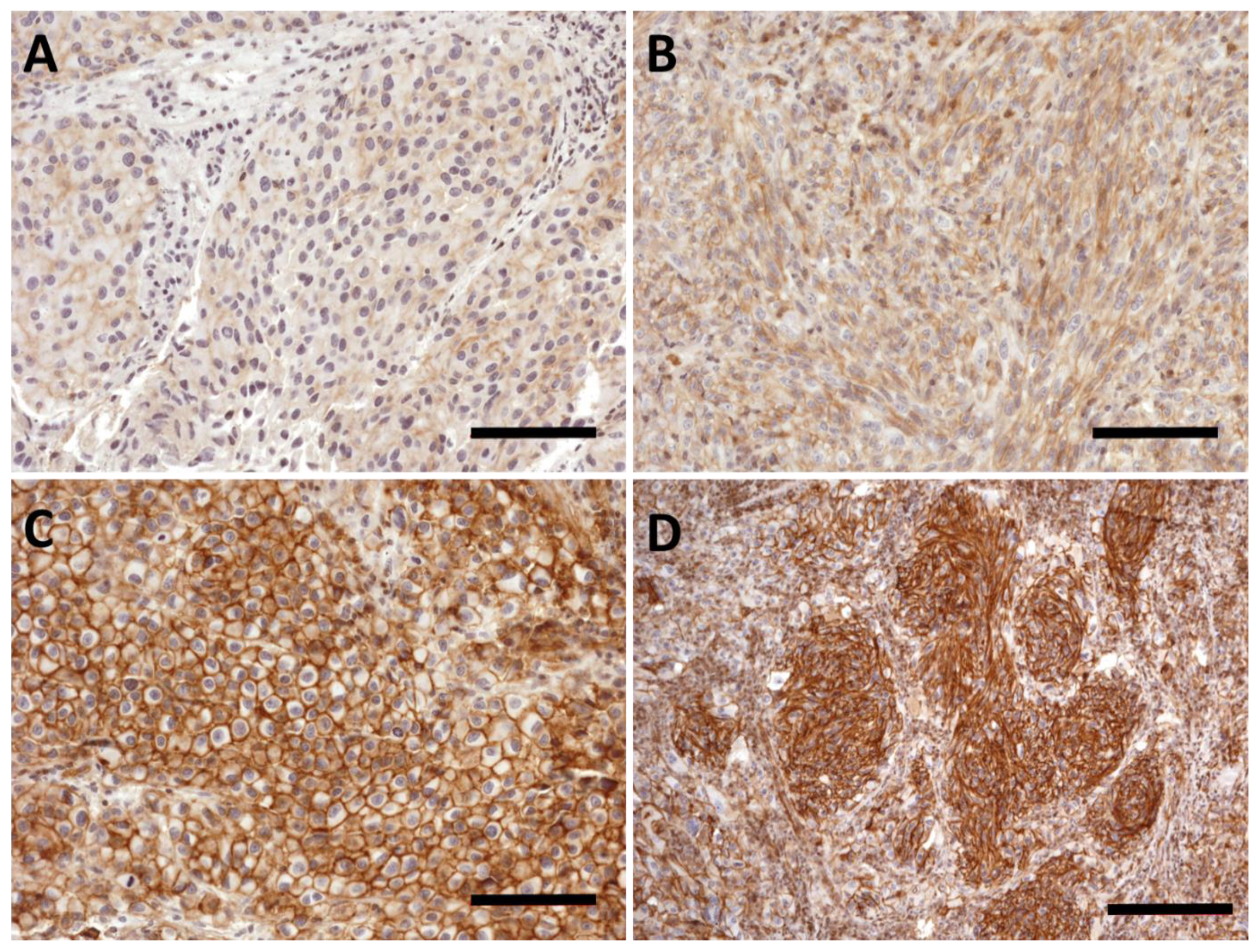 Ijms 23 03324 g005 550