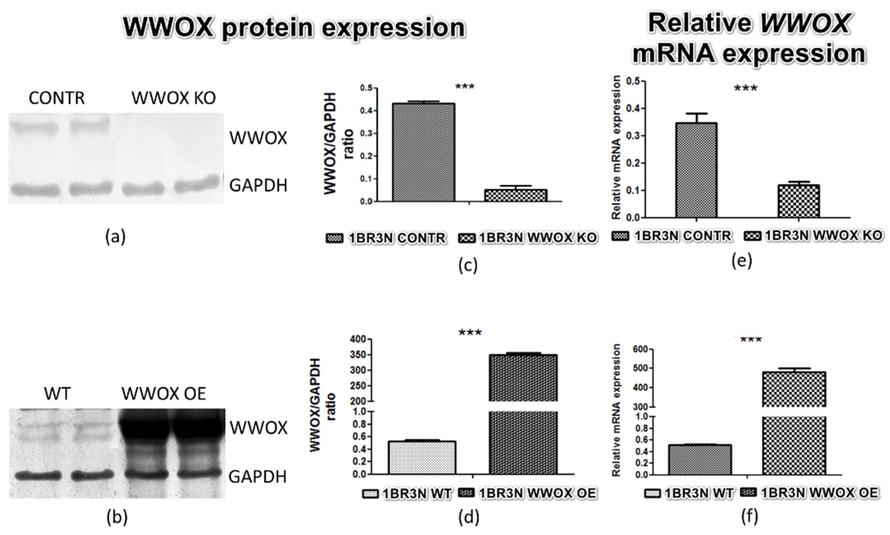 Ijms 23 03326 g001 Ijms 23 03326 g001