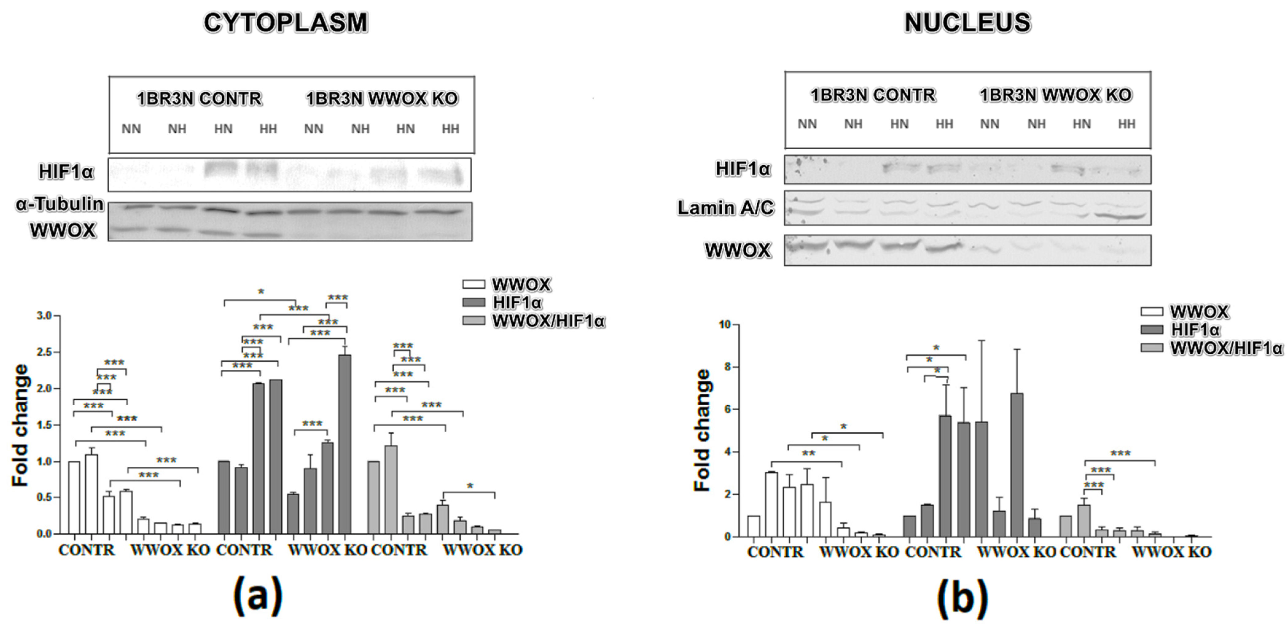 Ijms 23 03326 g006 Ijms 23 03326 g006