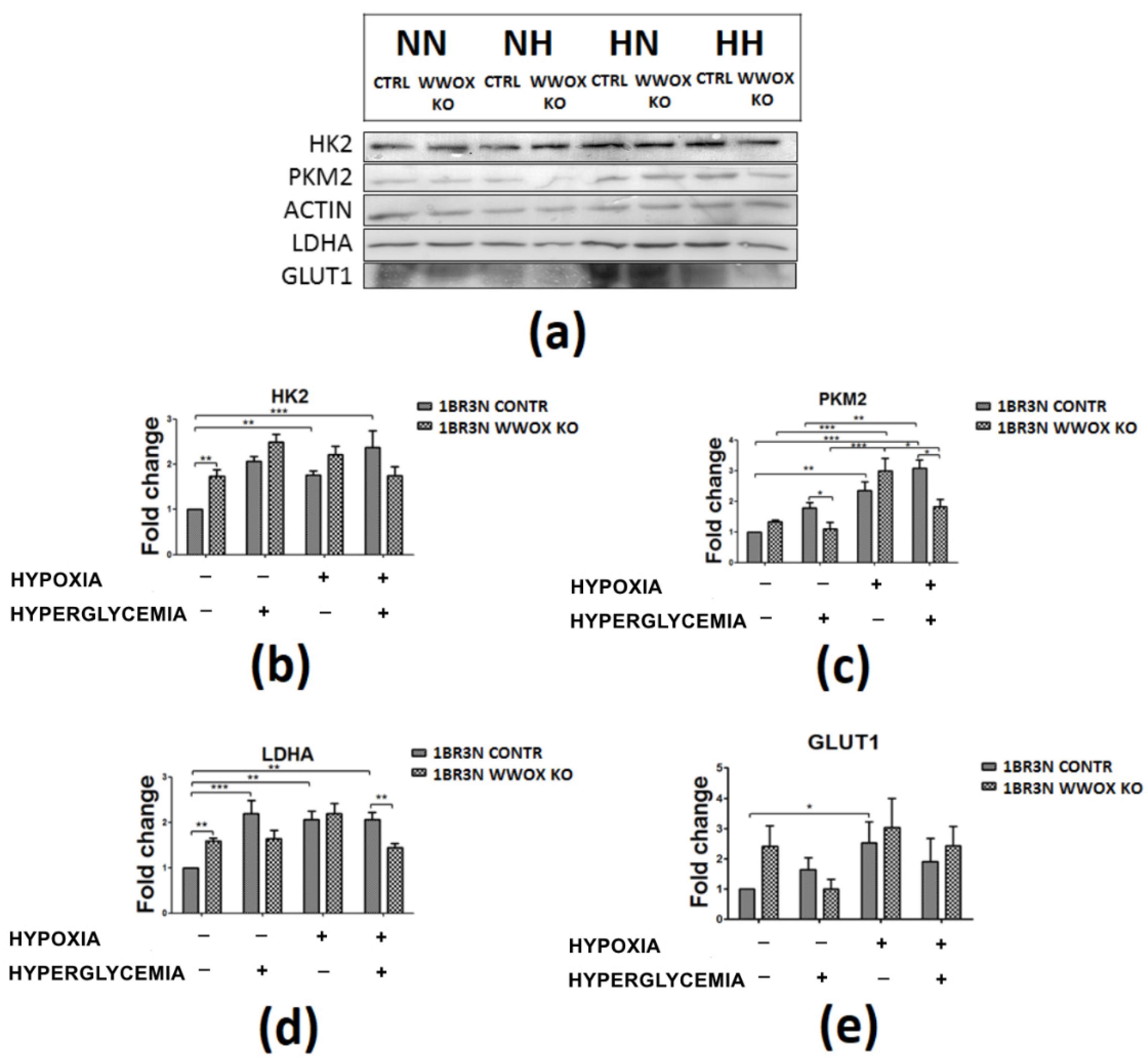 Ijms 23 03326 g007 Ijms 23 03326 g007