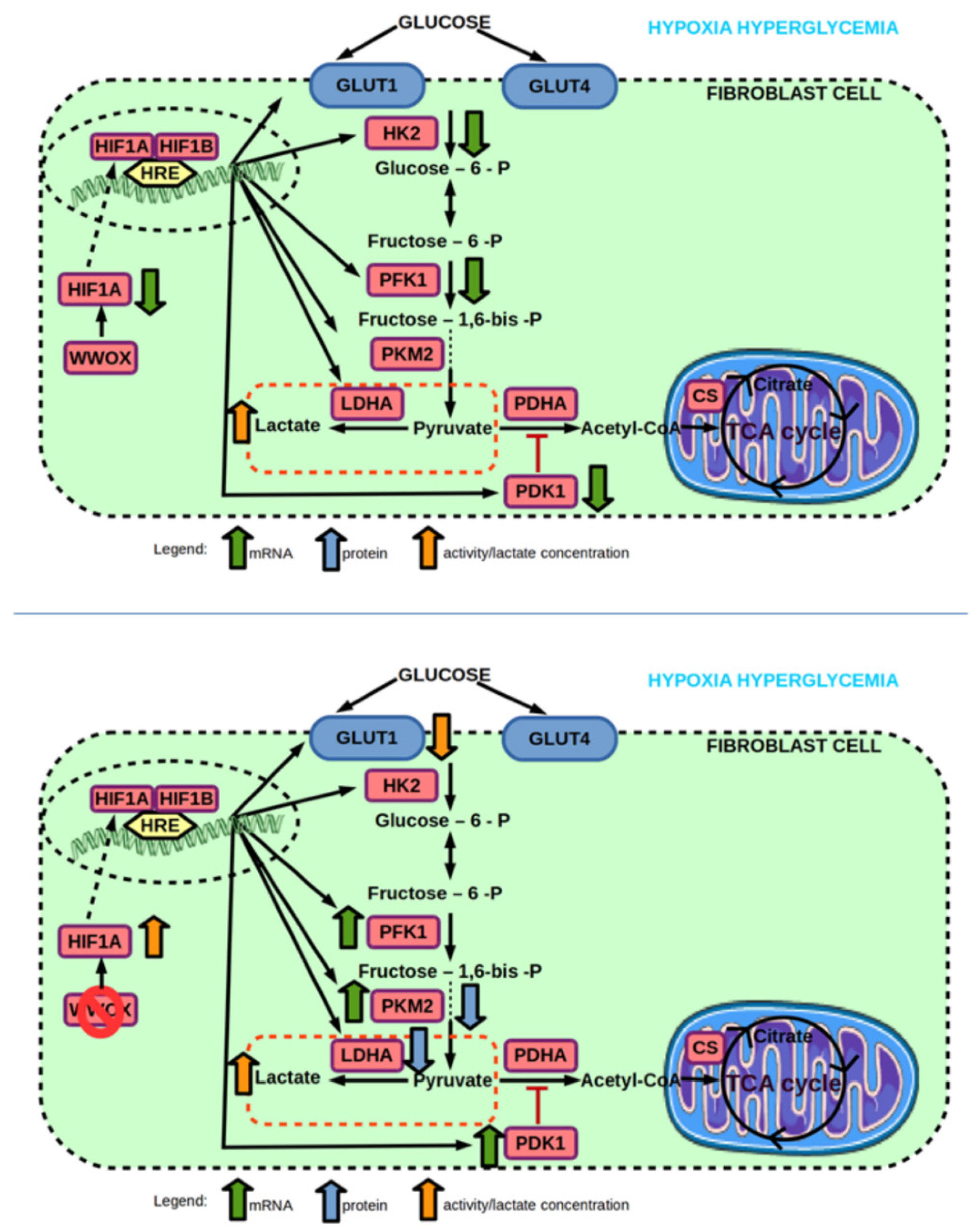 Ijms 23 03326 g011 Ijms 23 03326 g011