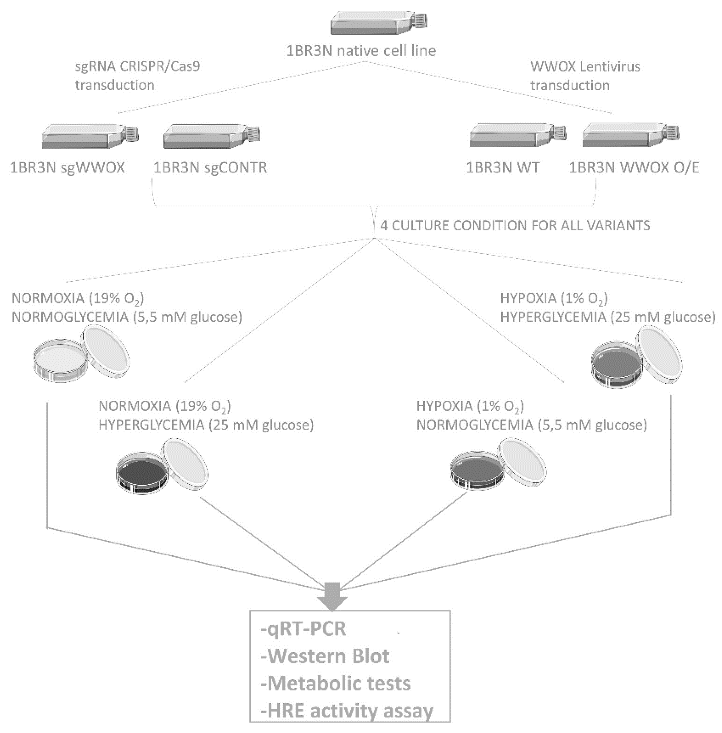 Ijms 23 03326 g012 Ijms 23 03326 g012