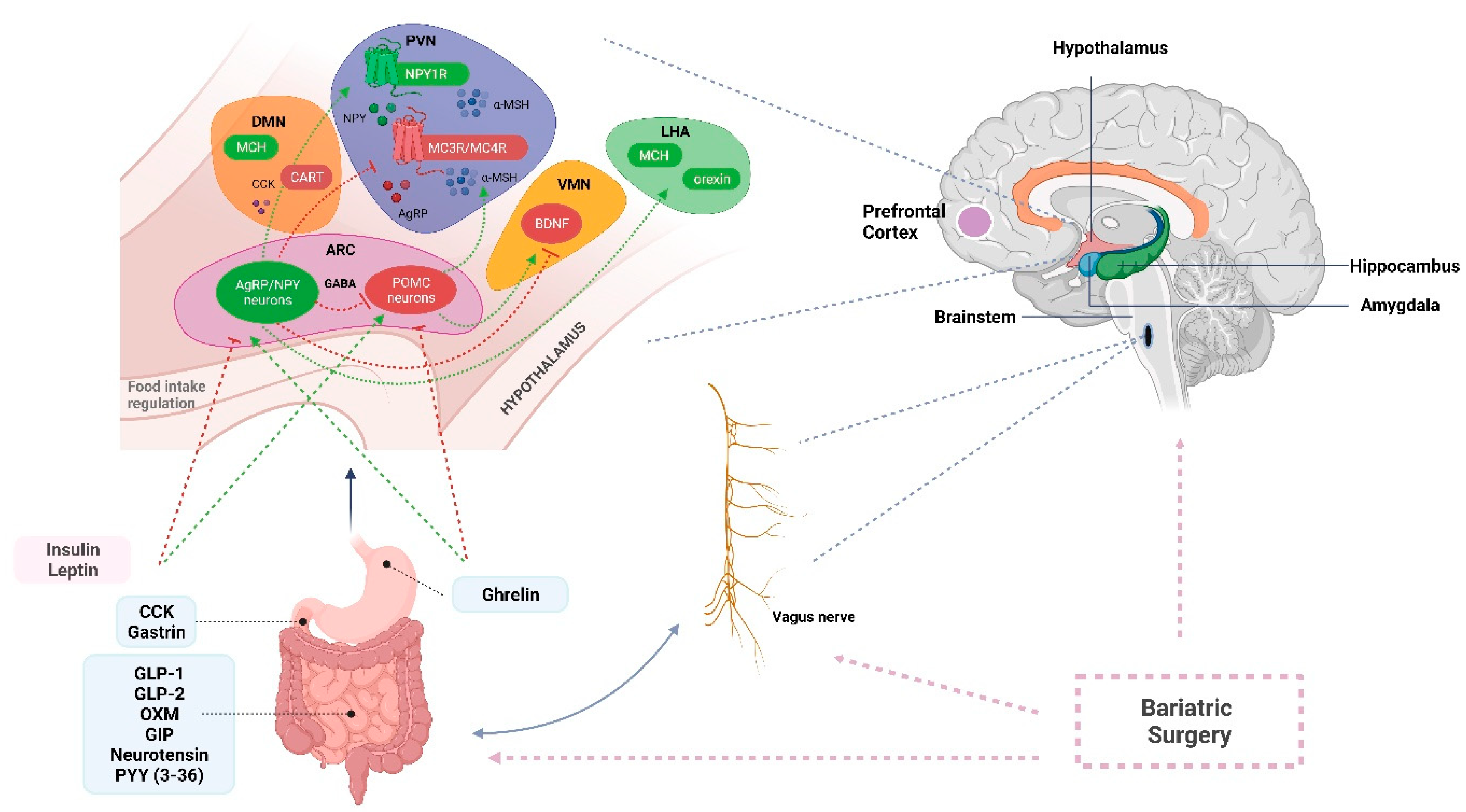 IJMS | Free Full-Text | Neurohormonal Changes in the Gut–Brain Axis and ...