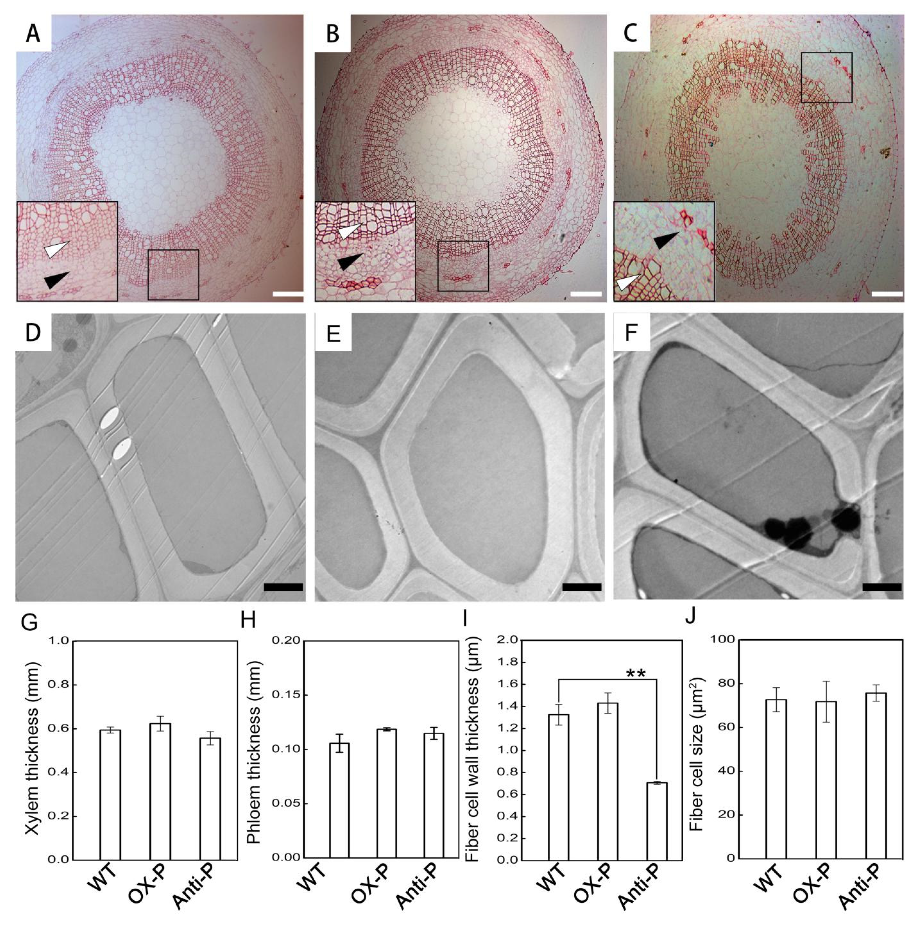 Ijms 23 03340 g002 550
