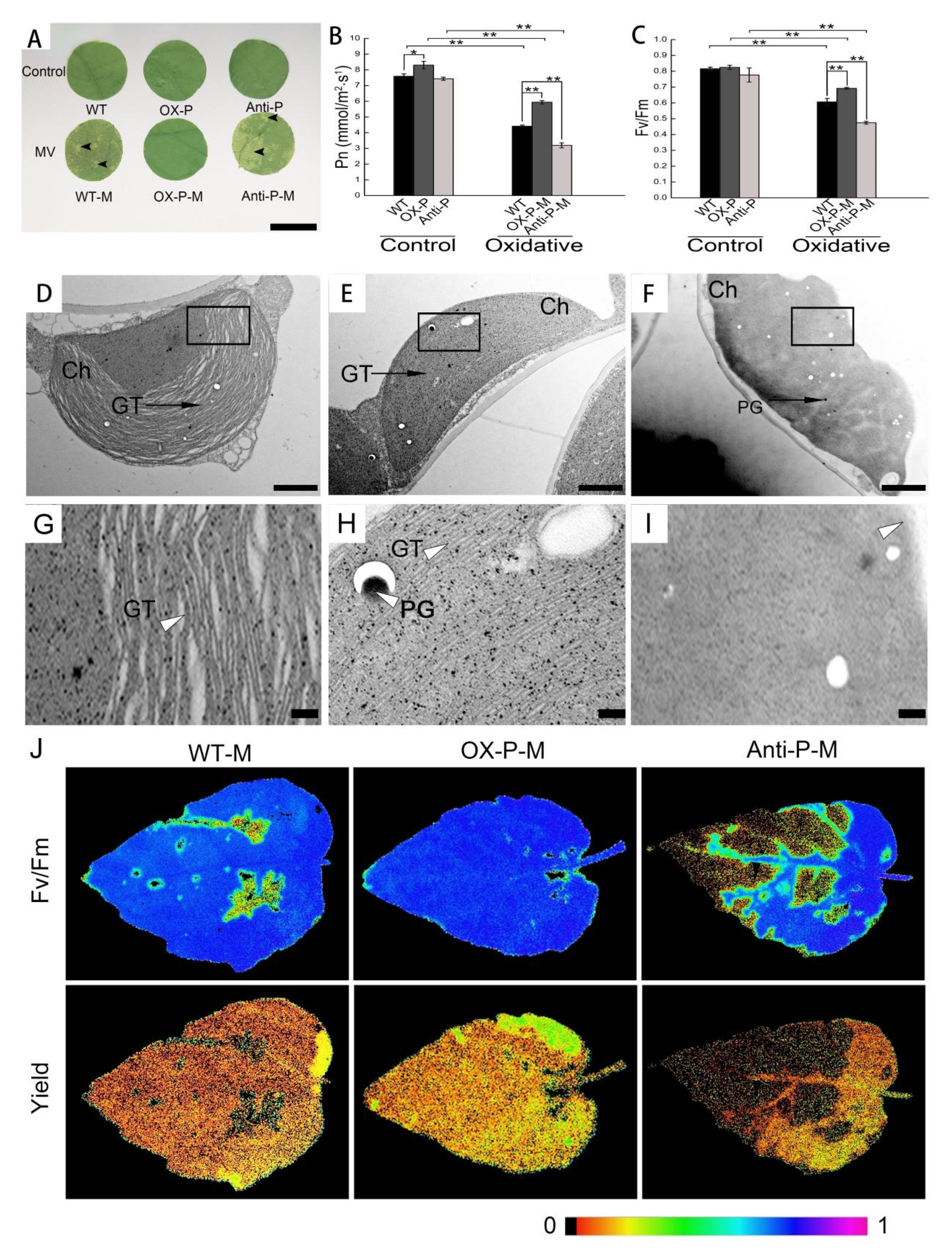 Ijms 23 03340 g003 550