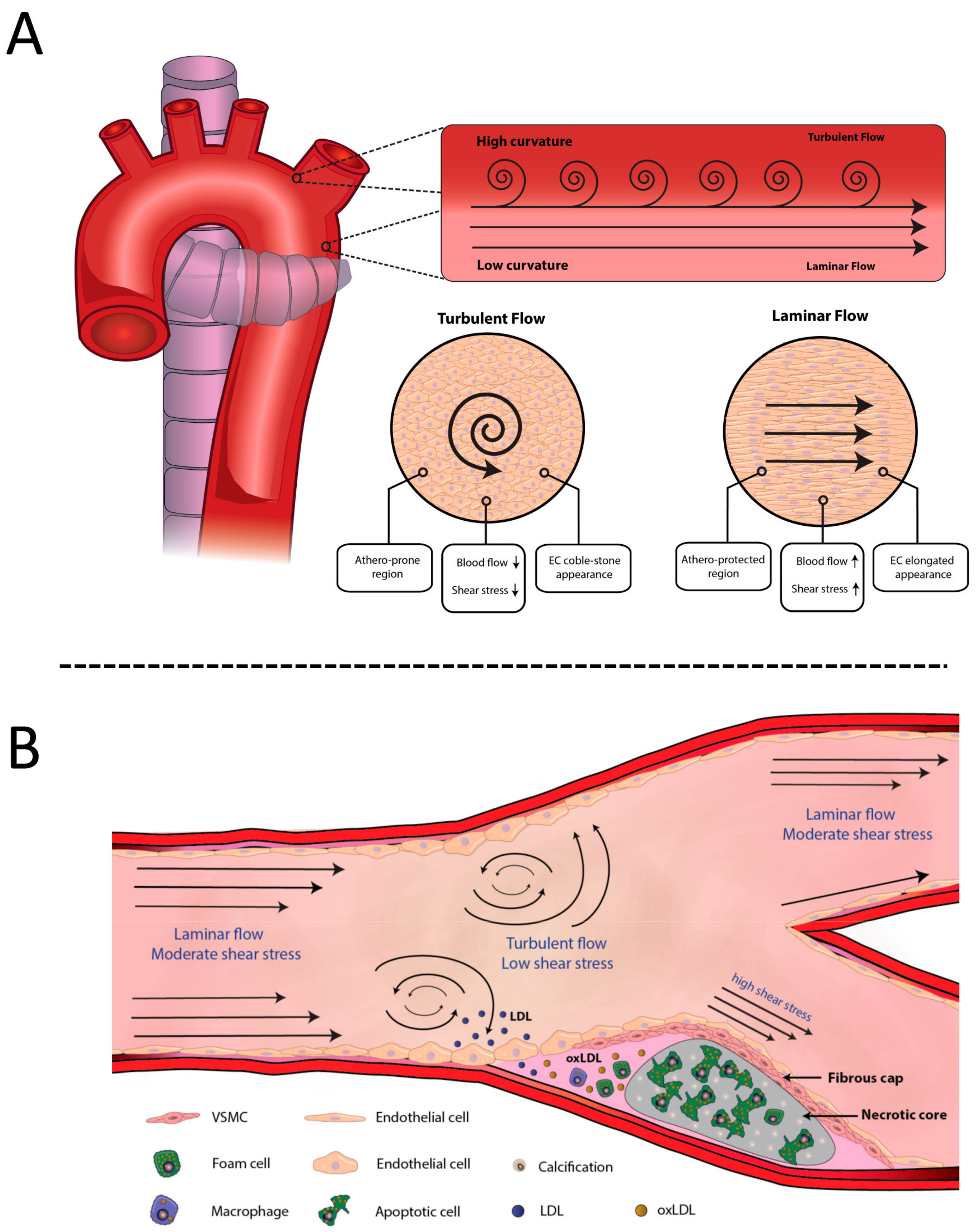 An American text-book of physiology . Fig. 219.Diagram explaining