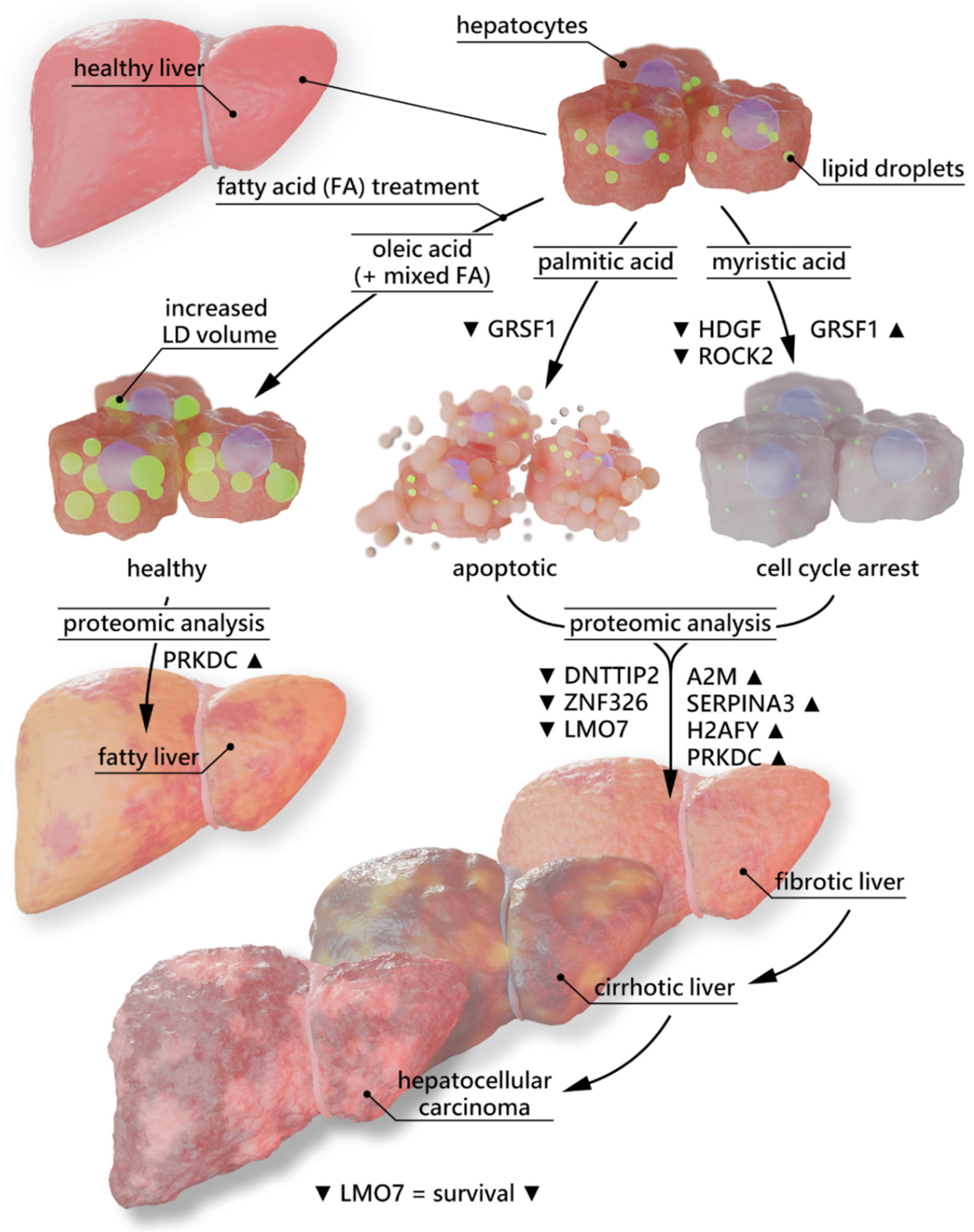 Ijms 23 03356 g005 550