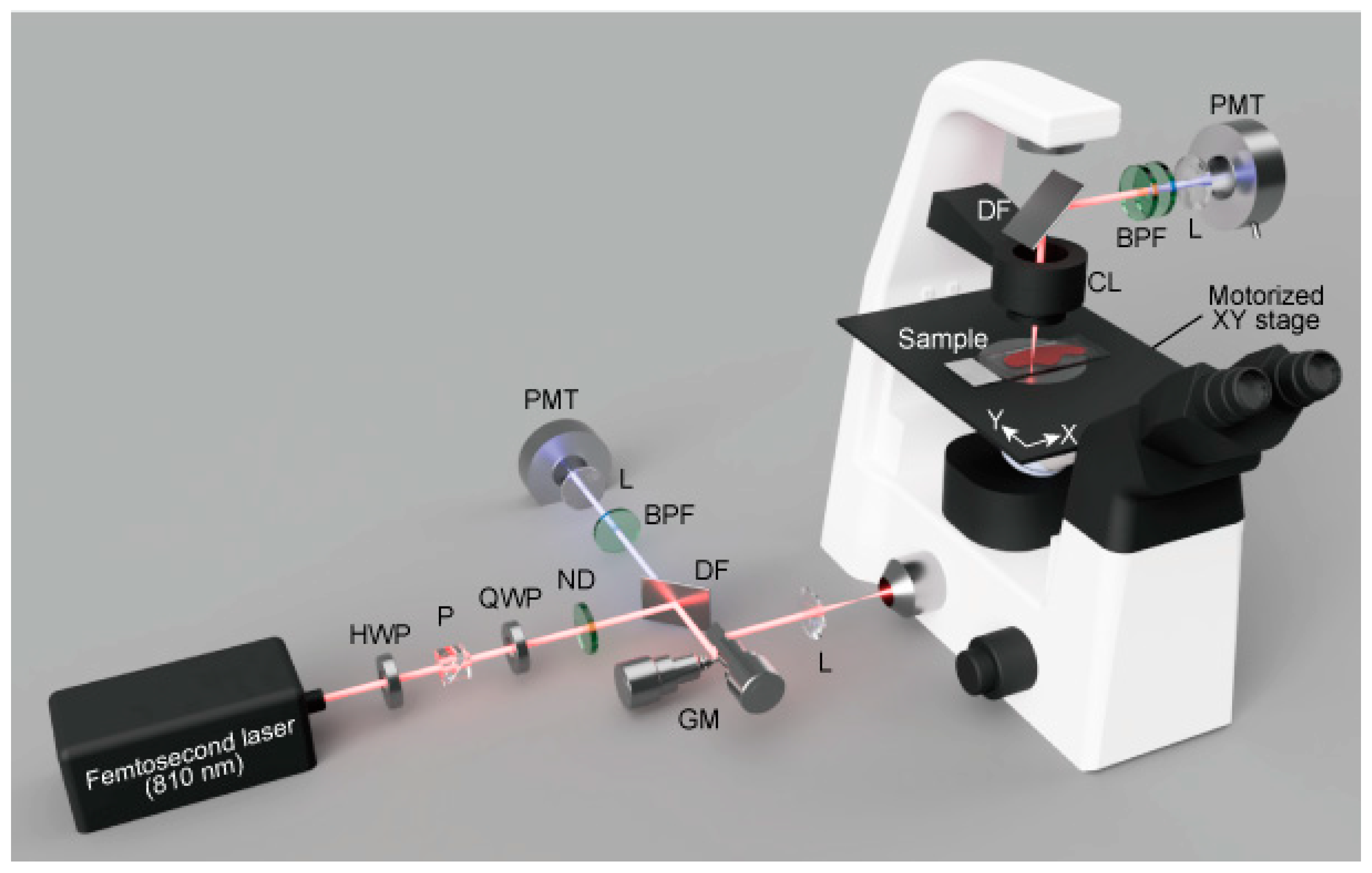 Ijms 23 03357 g005 550