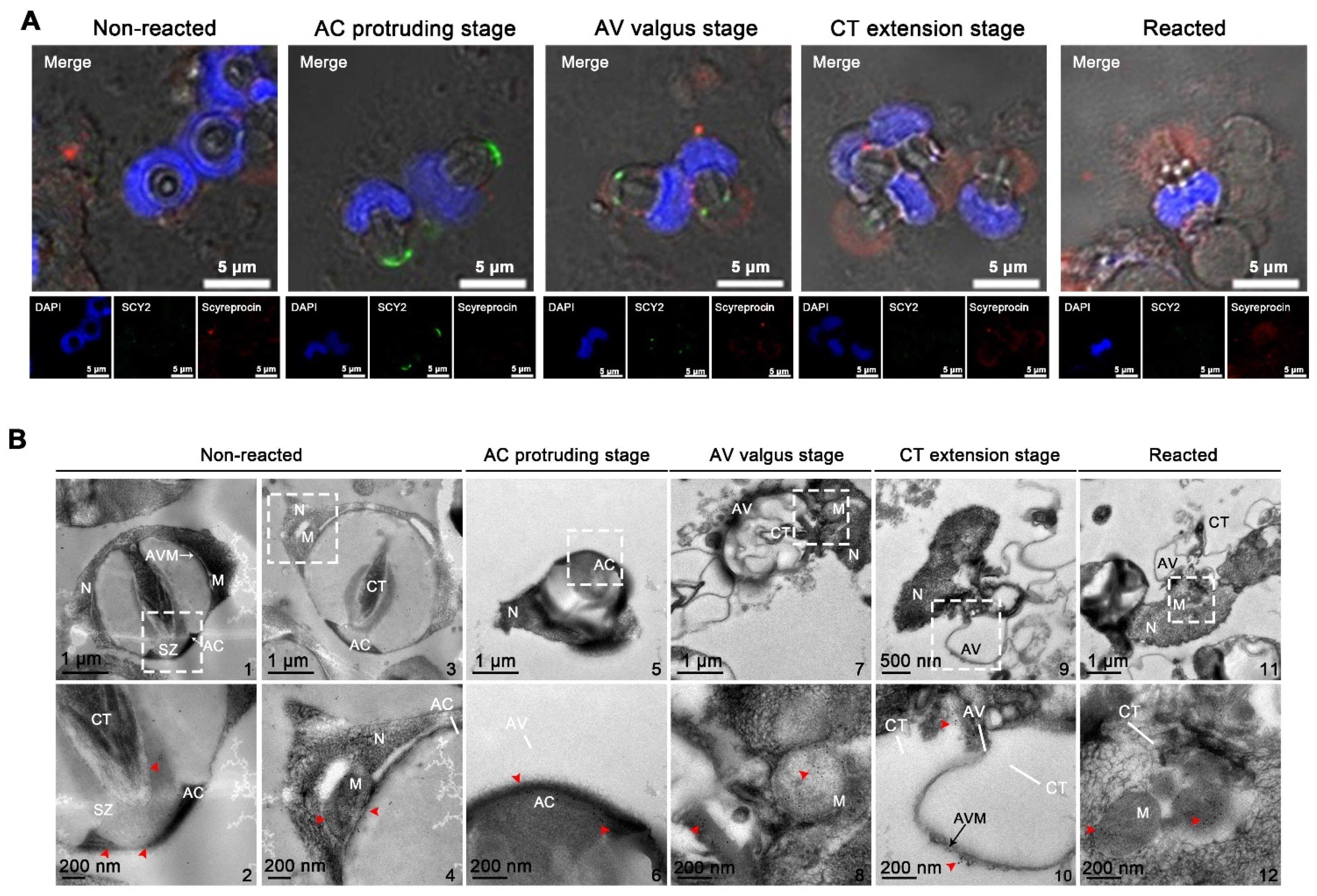 Ijms 23 03373 g005 550