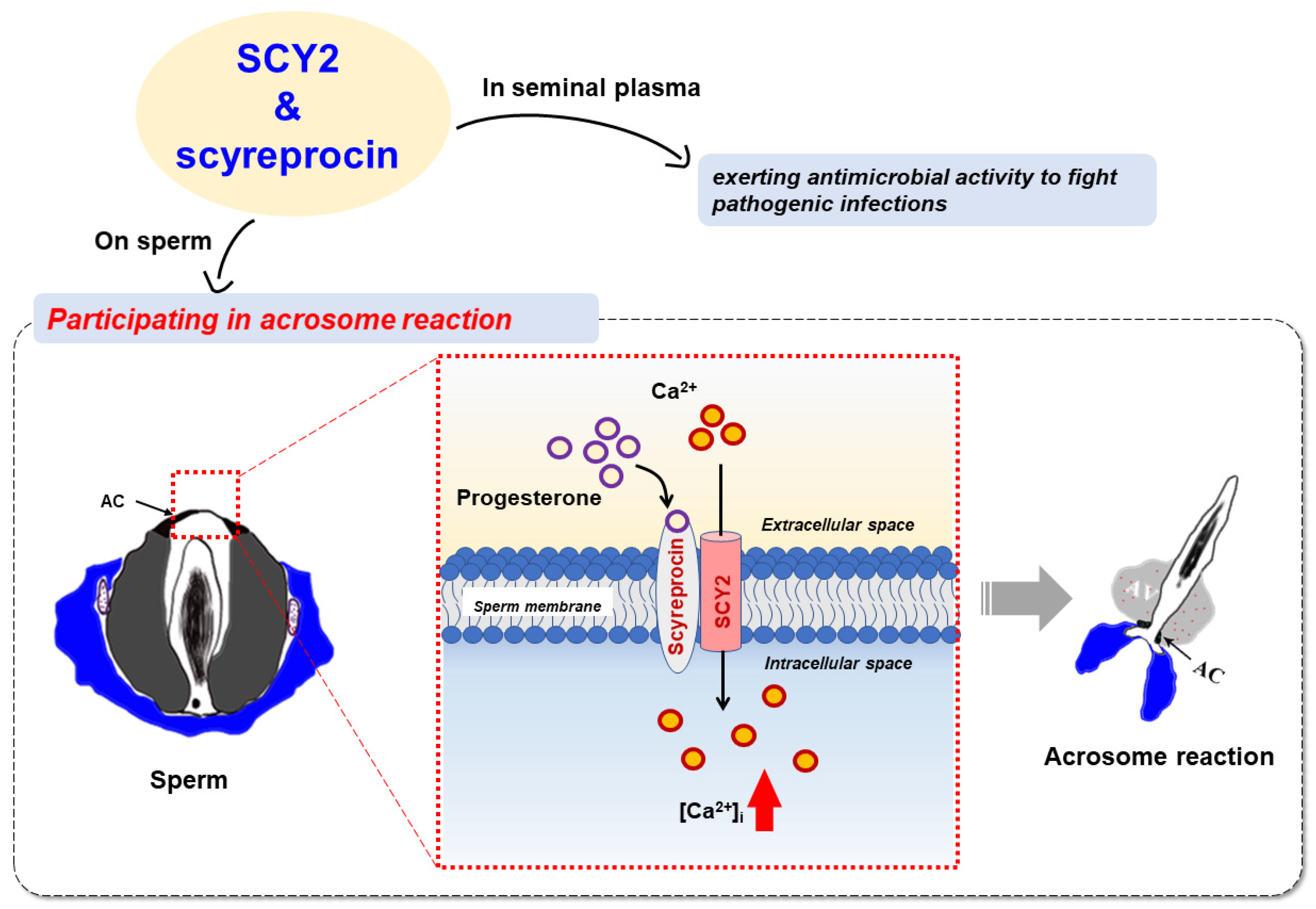 Ijms 23 03373 g008 550