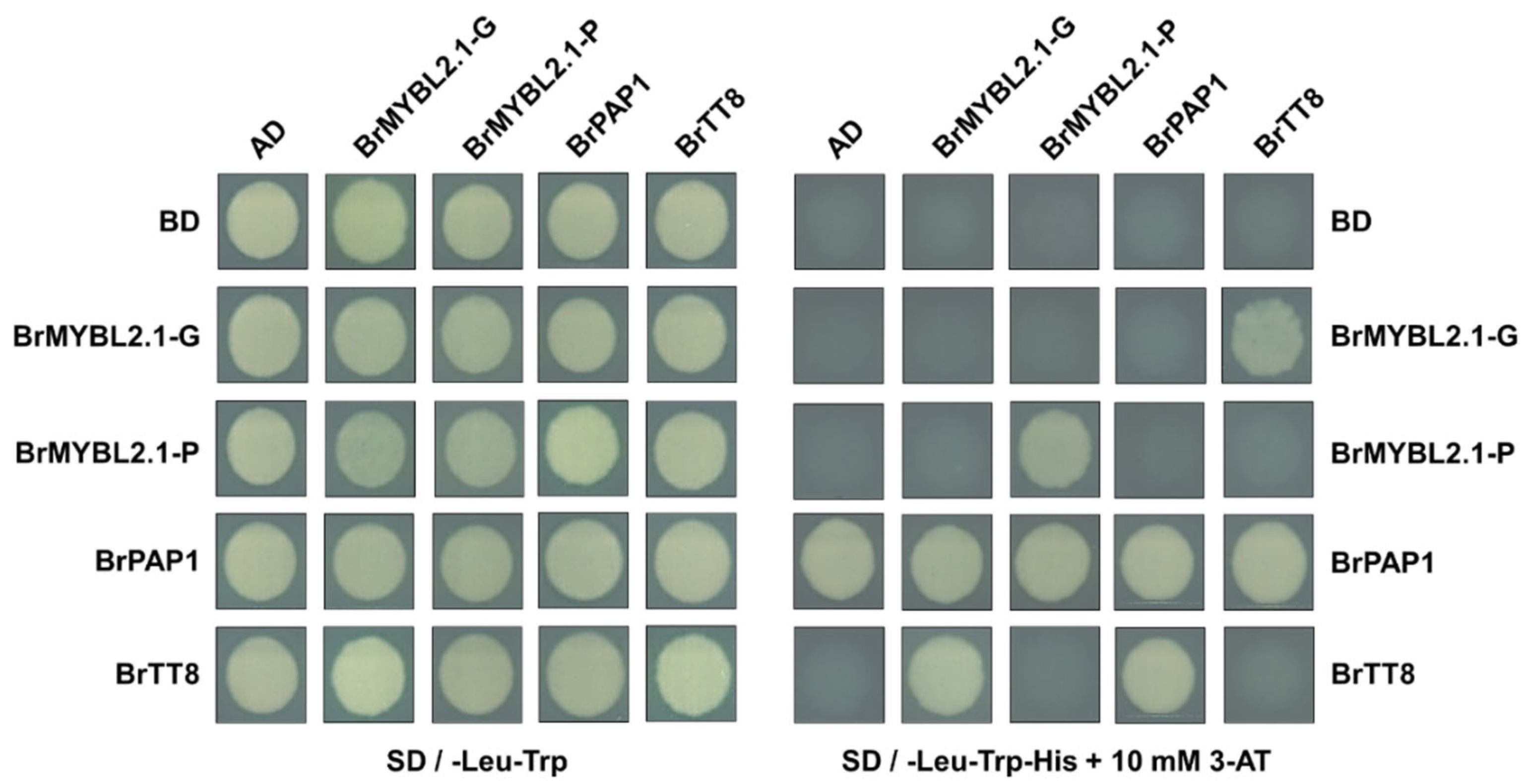 Ijms 23 03382 g005 550