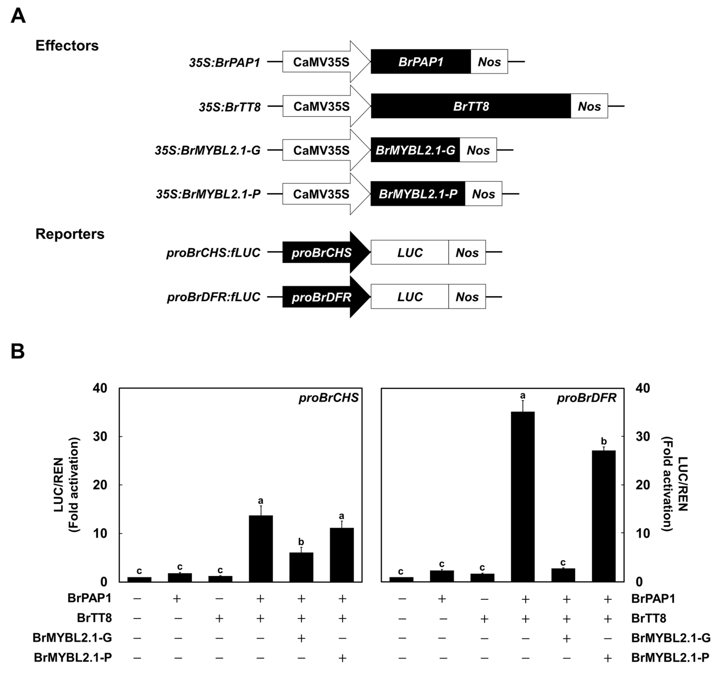 Ijms 23 03382 g008 550