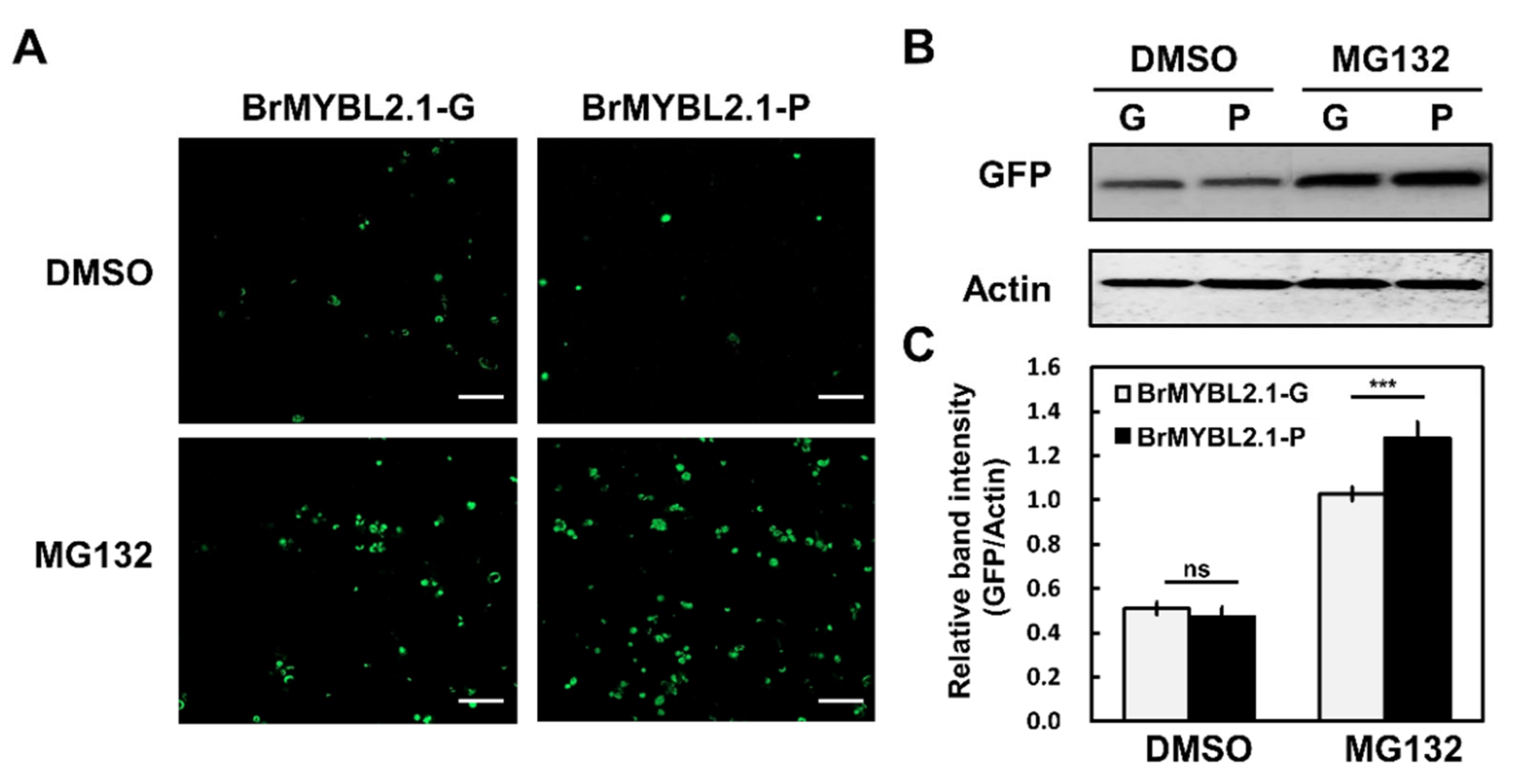 Ijms 23 03382 g009 550