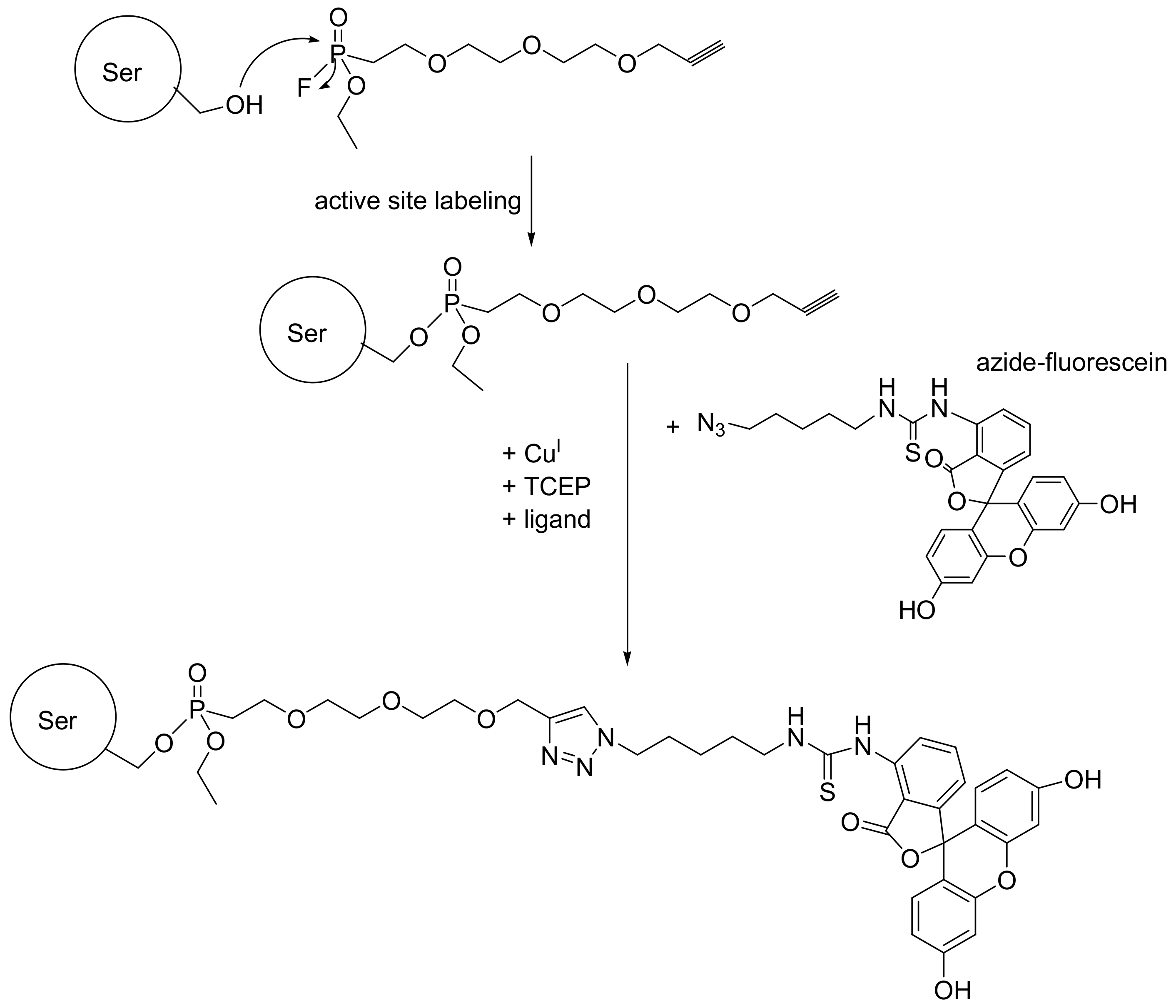 Ijms 23 03395 sch065