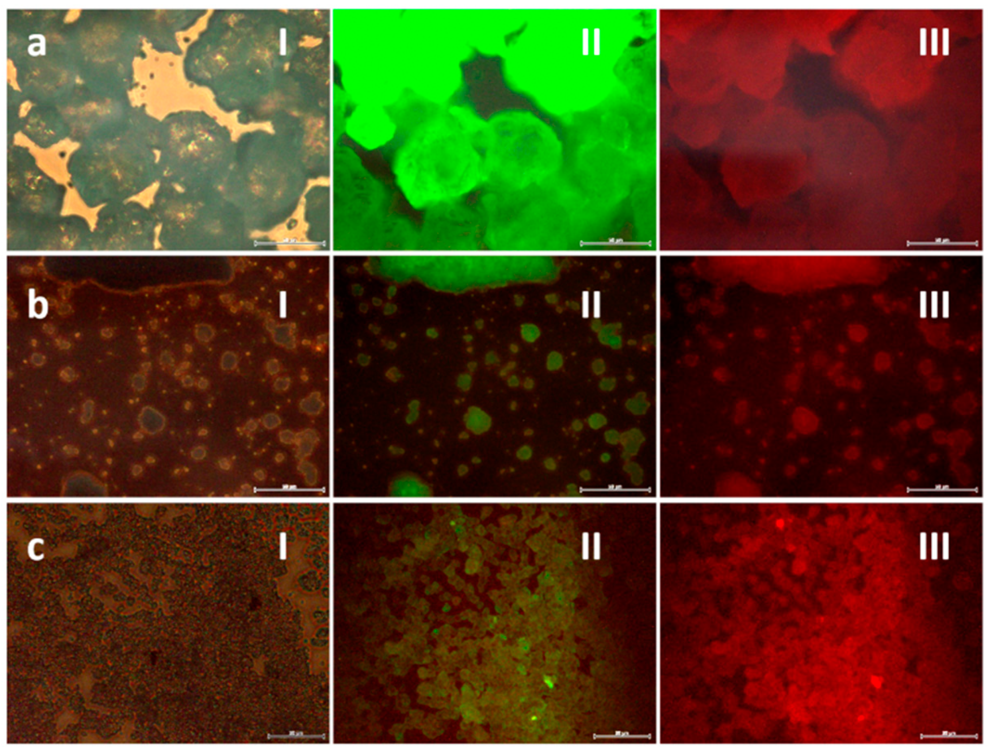 Ijms 23 03410 g004 550