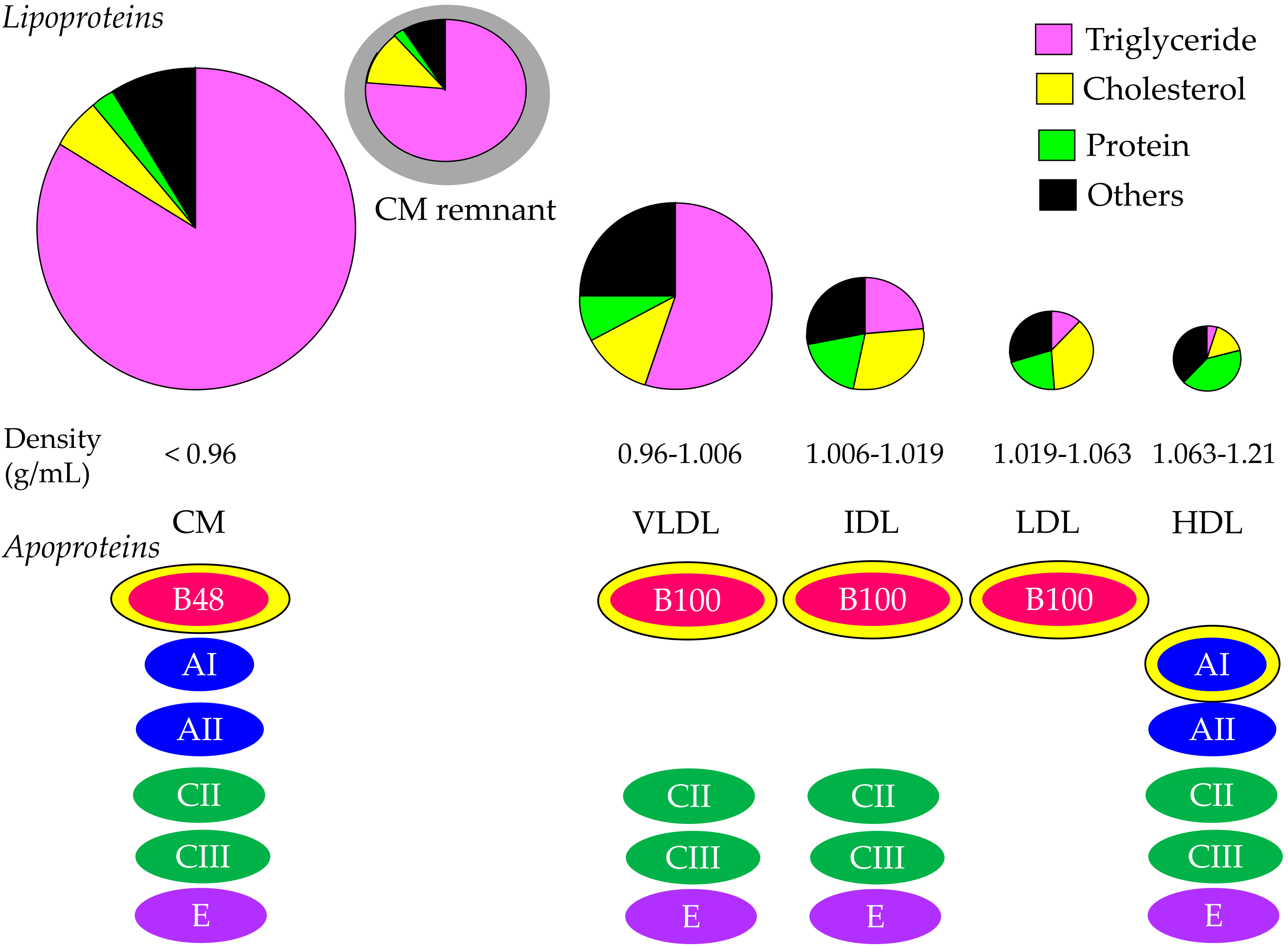 IJMS Free FullText Molecular Biological and Clinical Understanding