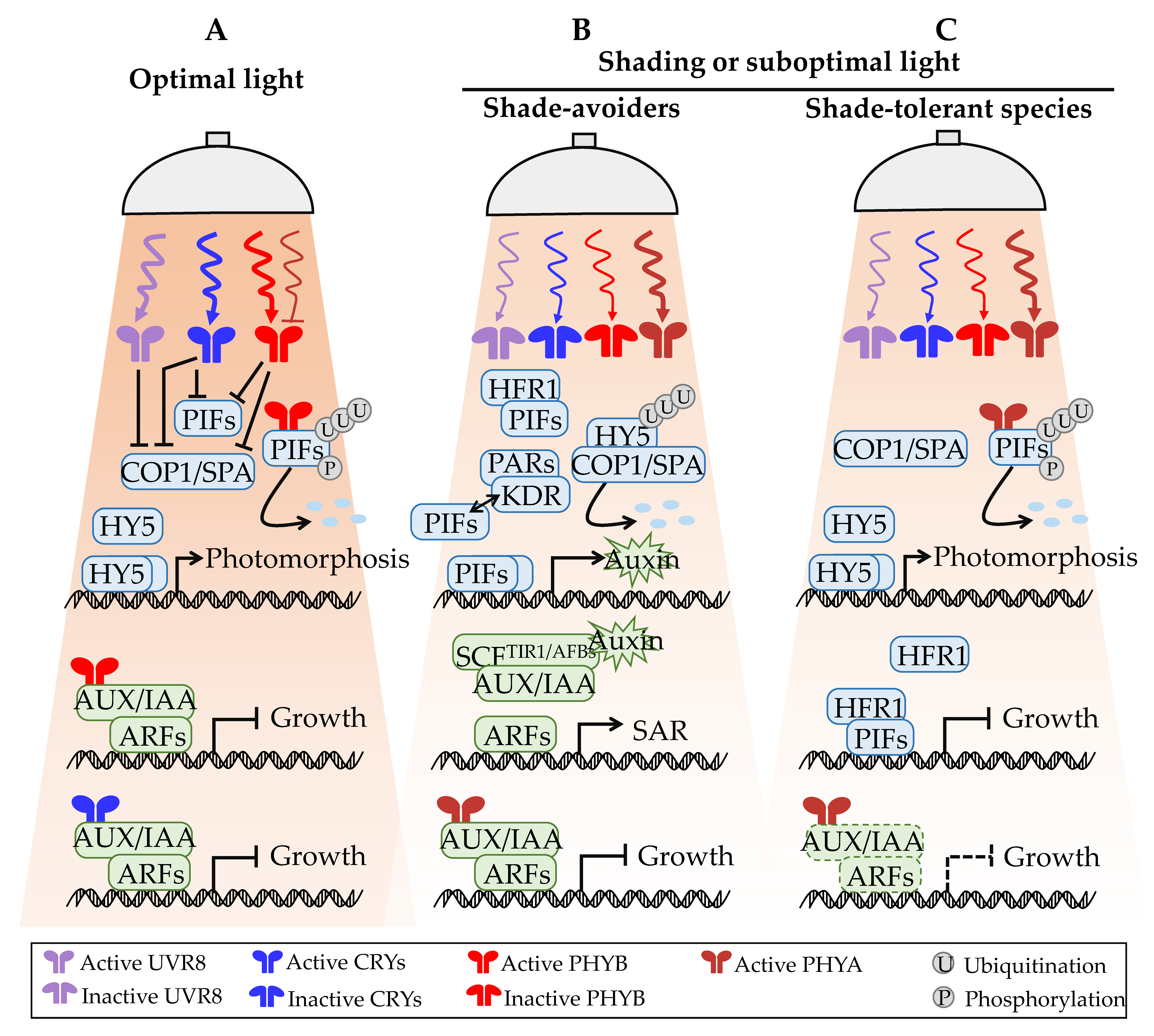 Ijms 23 03422 g003 550