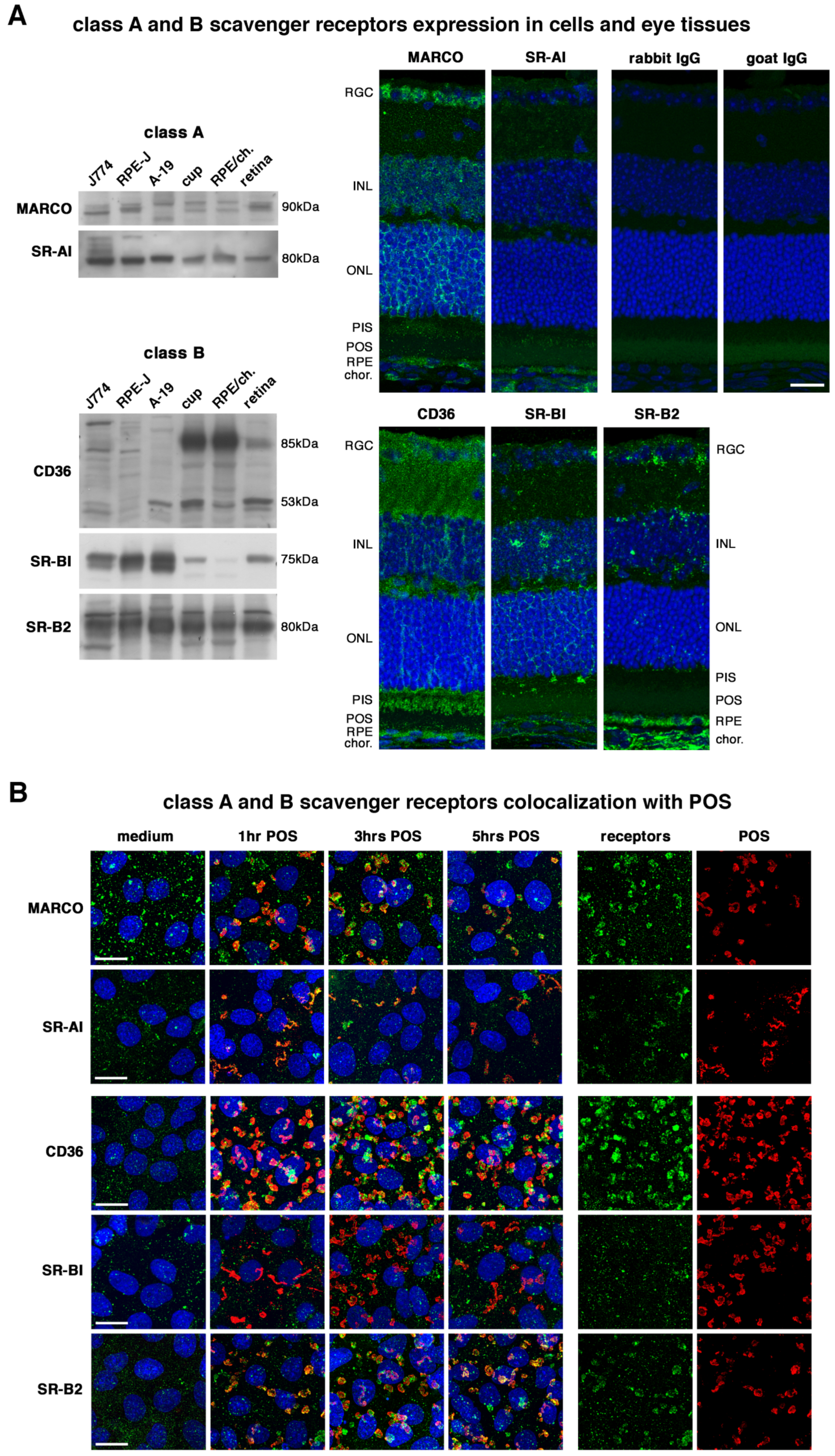 Ijms 23 03445 g001 Ijms 23 03445 g001