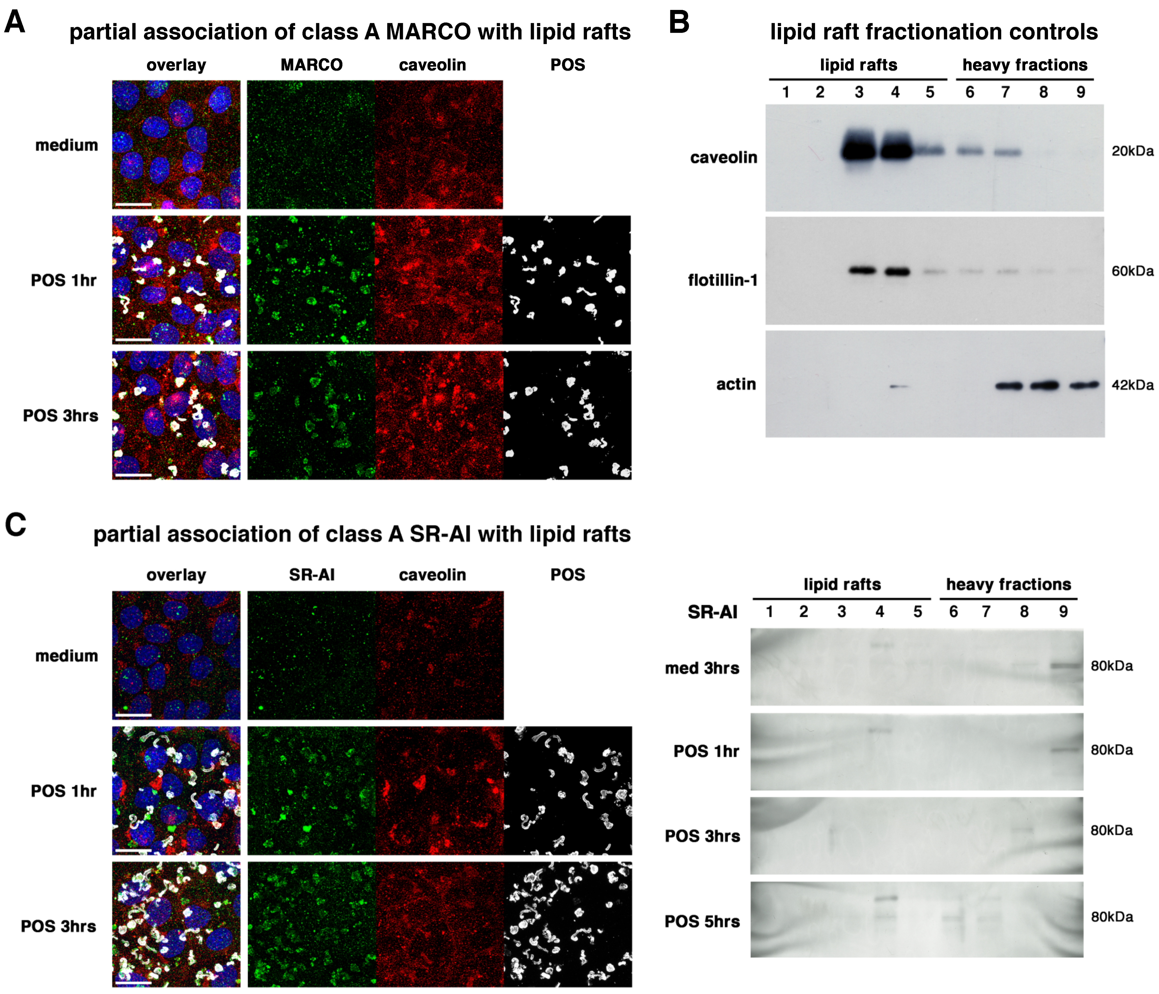 Ijms 23 03445 g002 Ijms 23 03445 g002