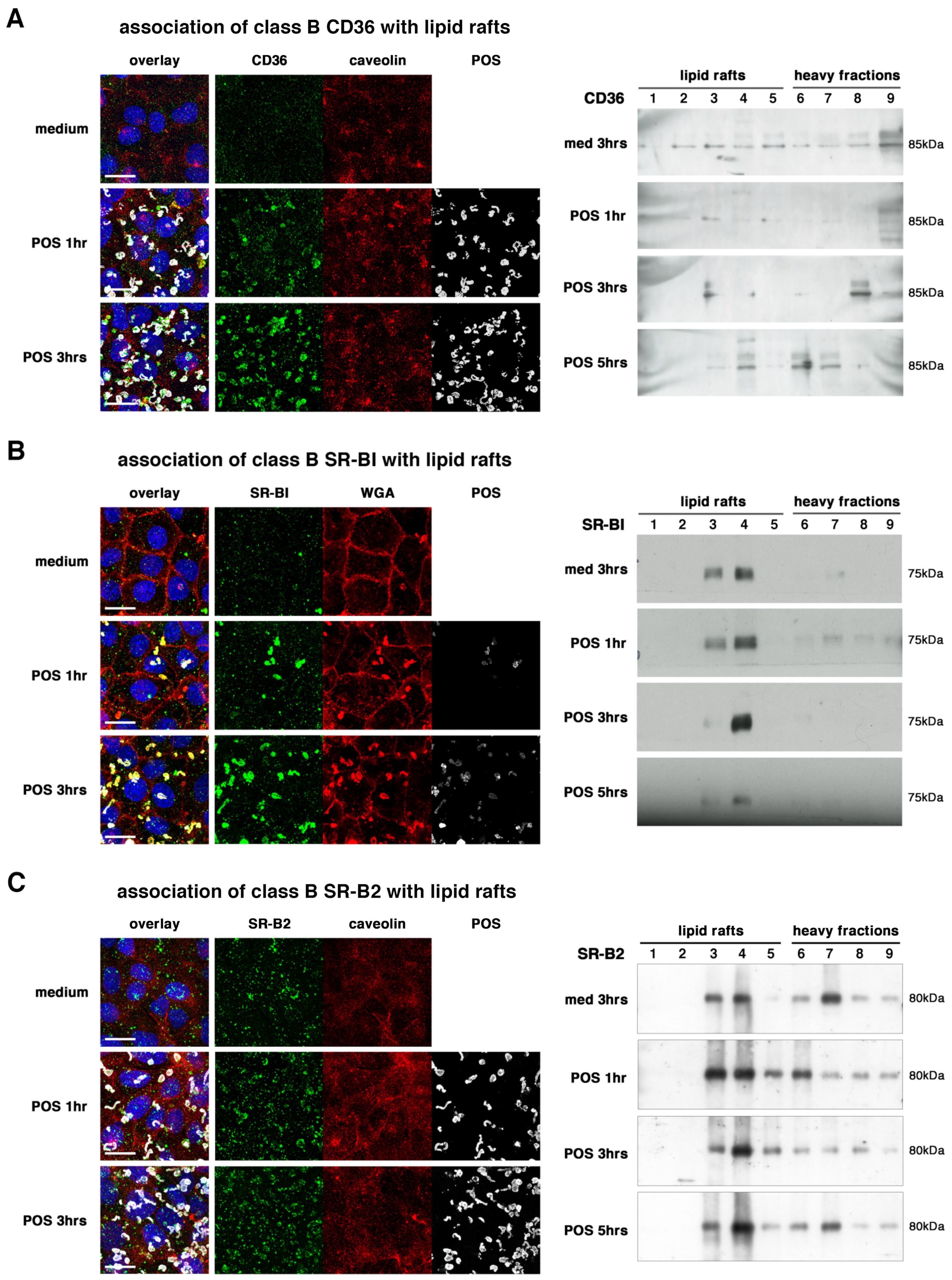 Ijms 23 03445 g003 Ijms 23 03445 g003