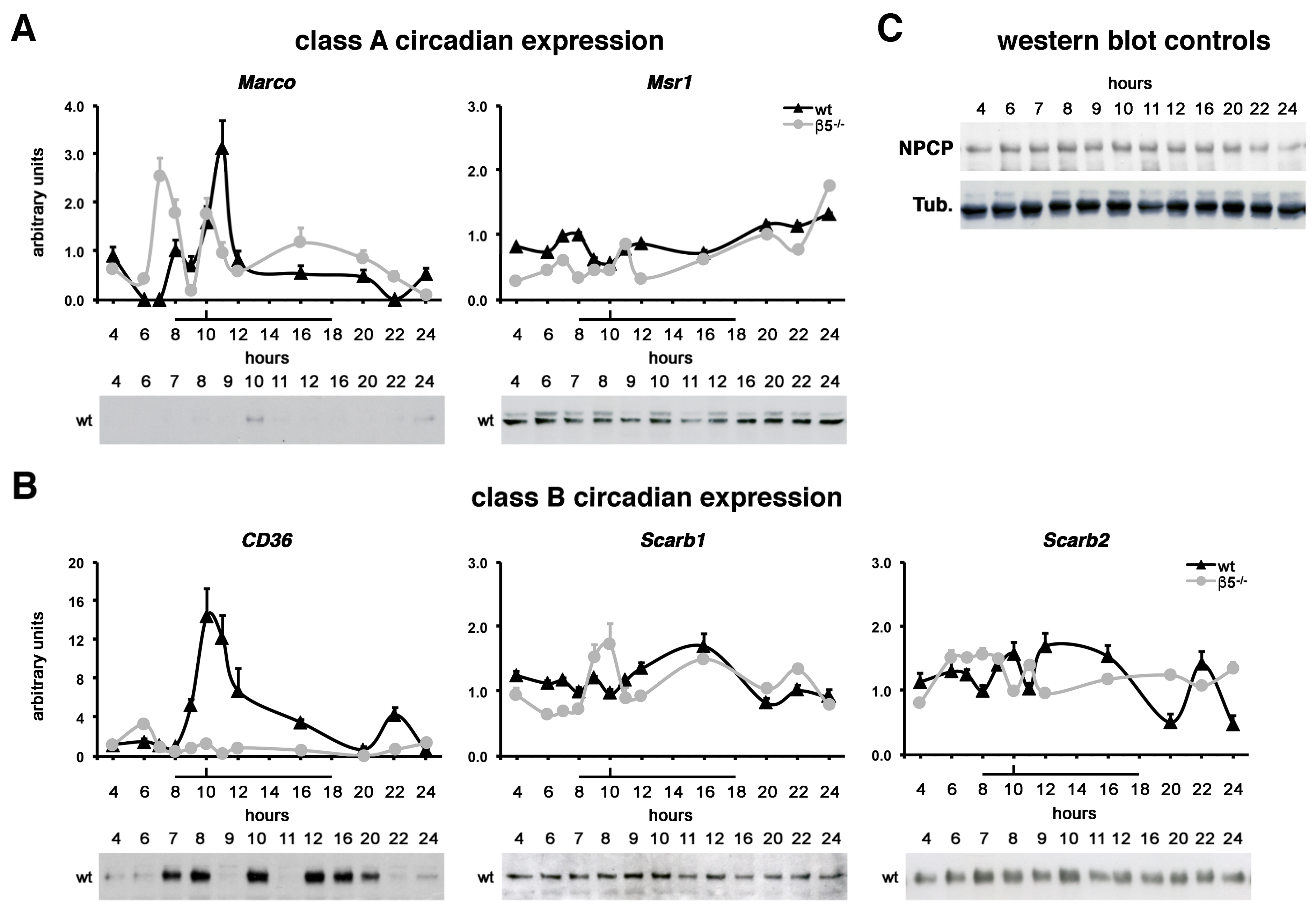 Ijms 23 03445 g005 Ijms 23 03445 g005