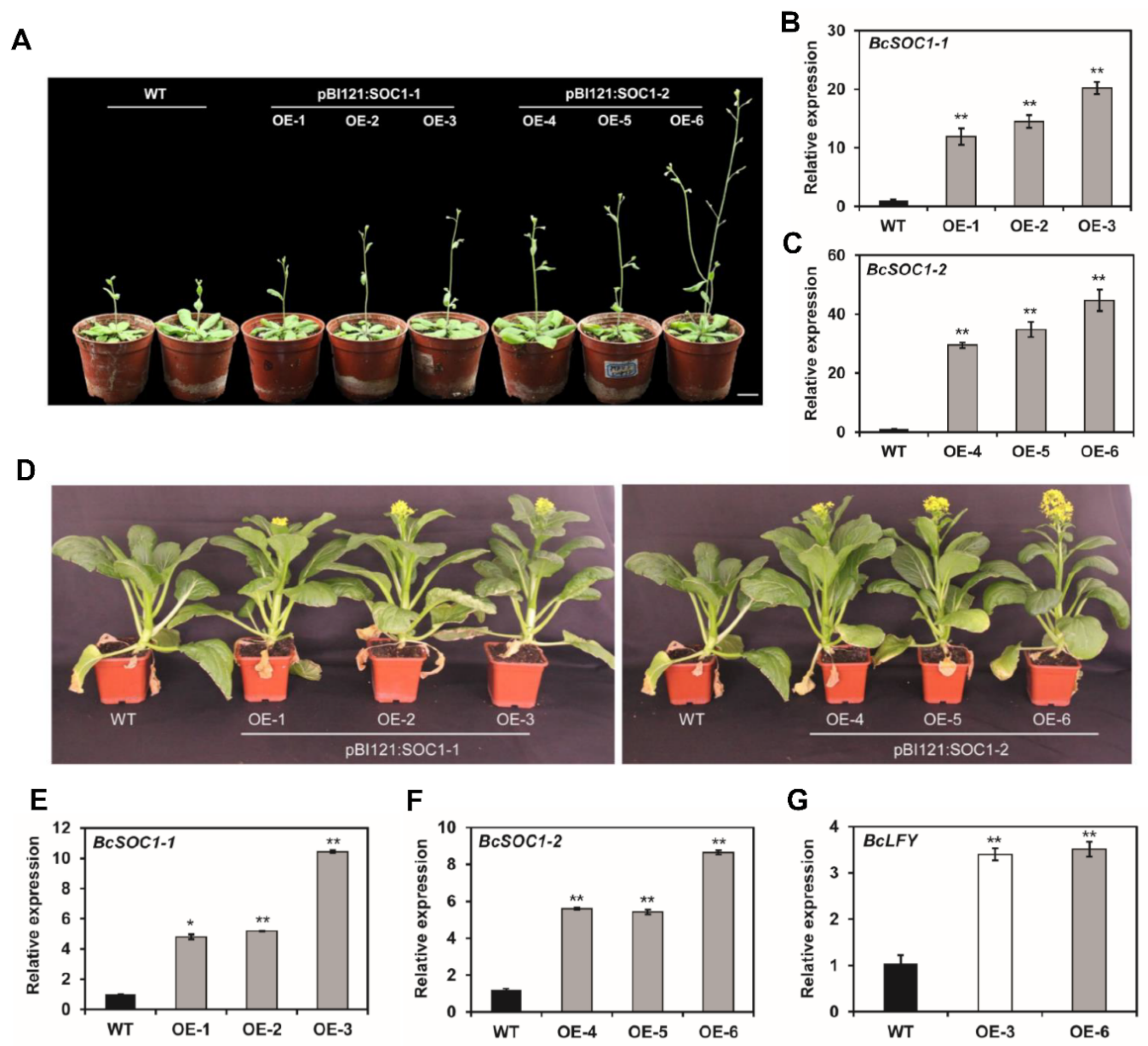 Ijms 23 03459 g003 550