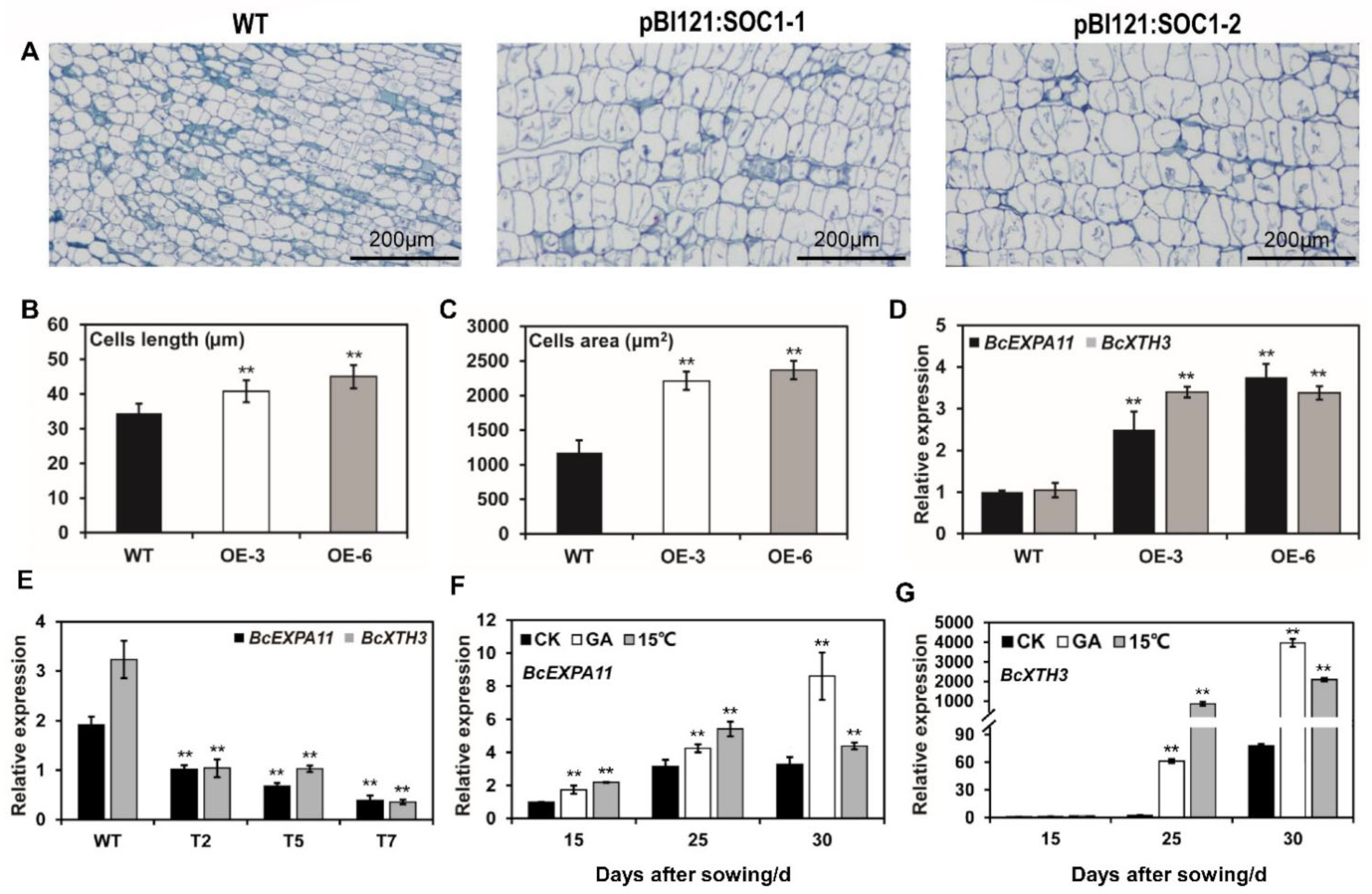 Ijms 23 03459 g005 550