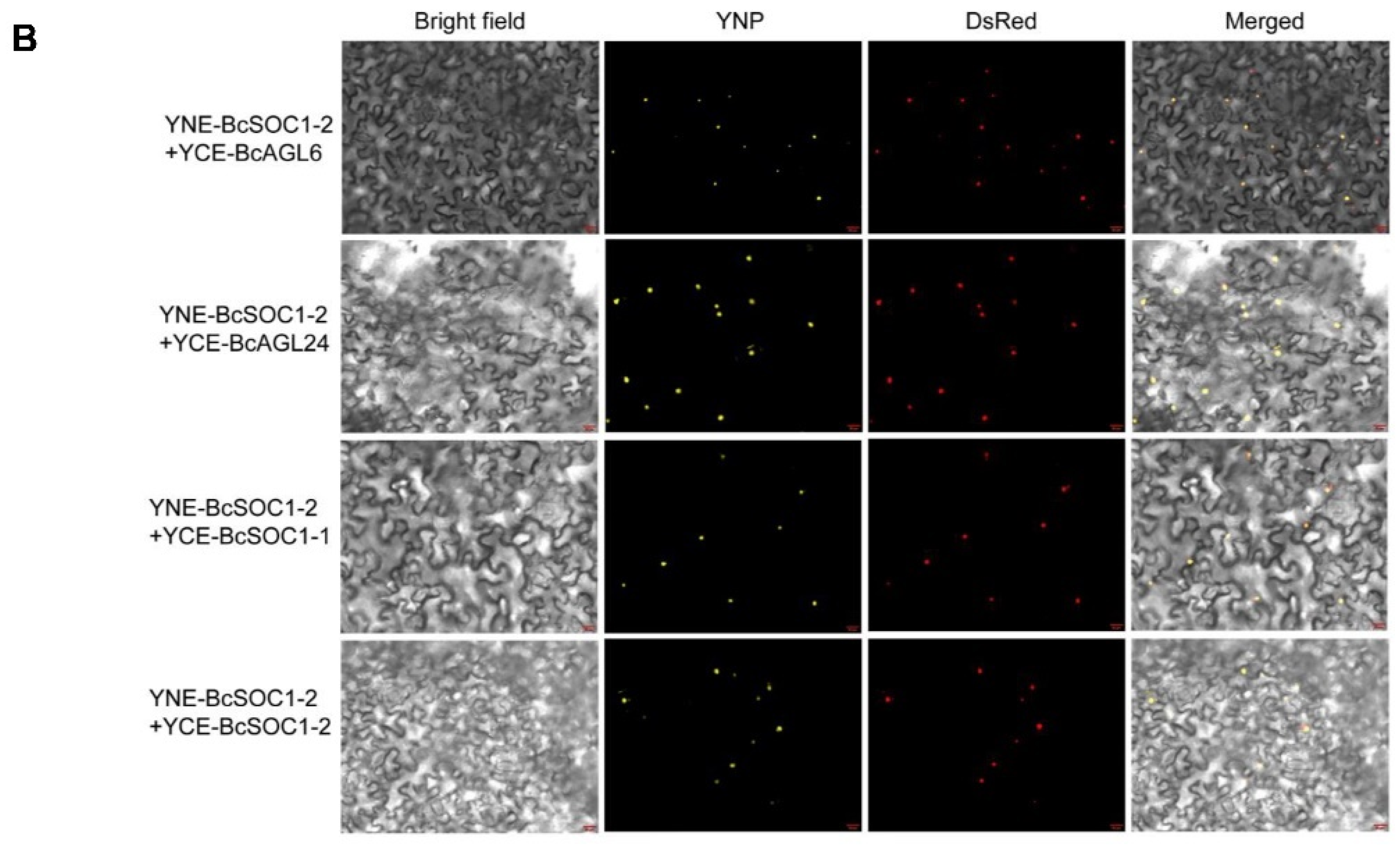 Ijms 23 03459 g006b 550