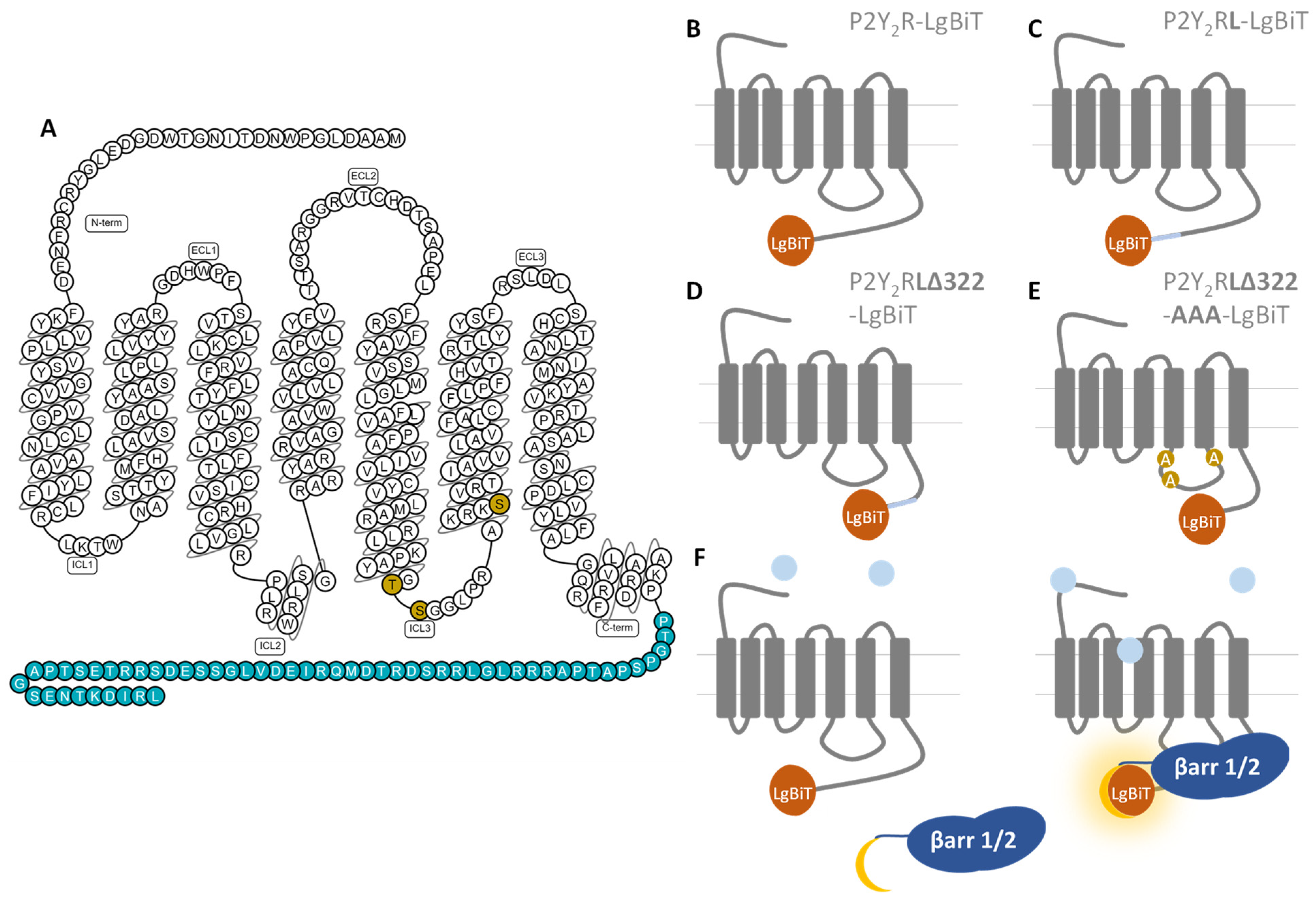 Ijms 23 03460 g001 550