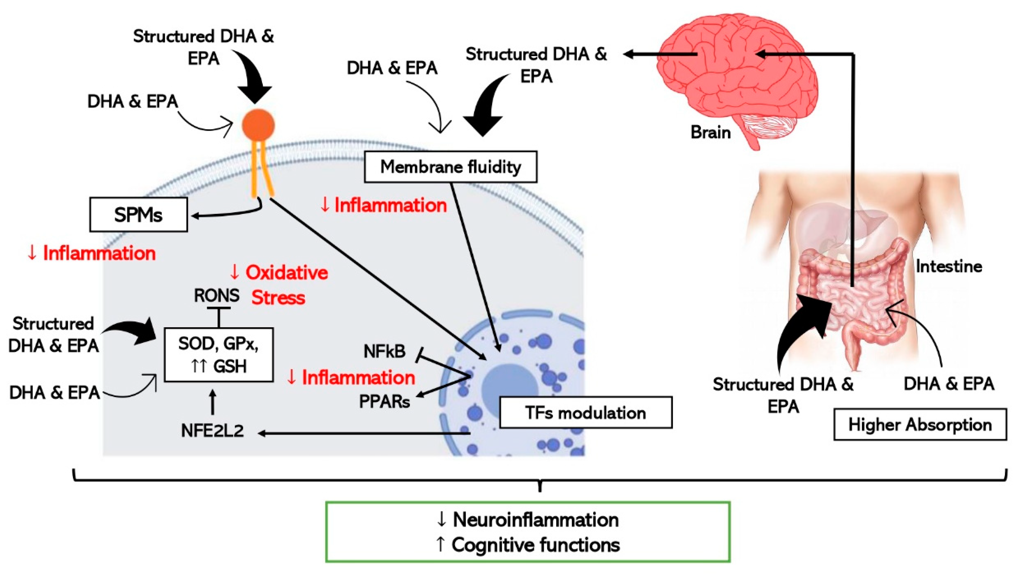 IJMS Free FullText Structured LongChain Omega3 Fatty Acids for