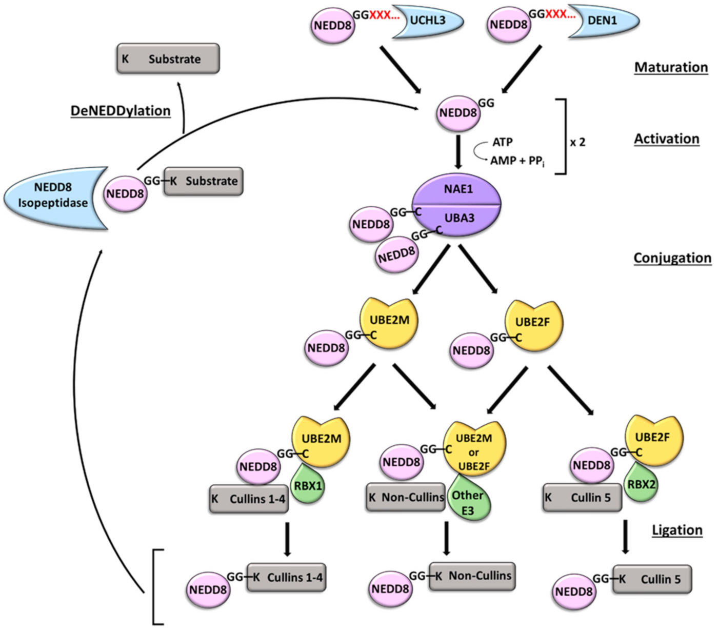 Ijms 23 03480 g004 Ijms 23 03480 g004