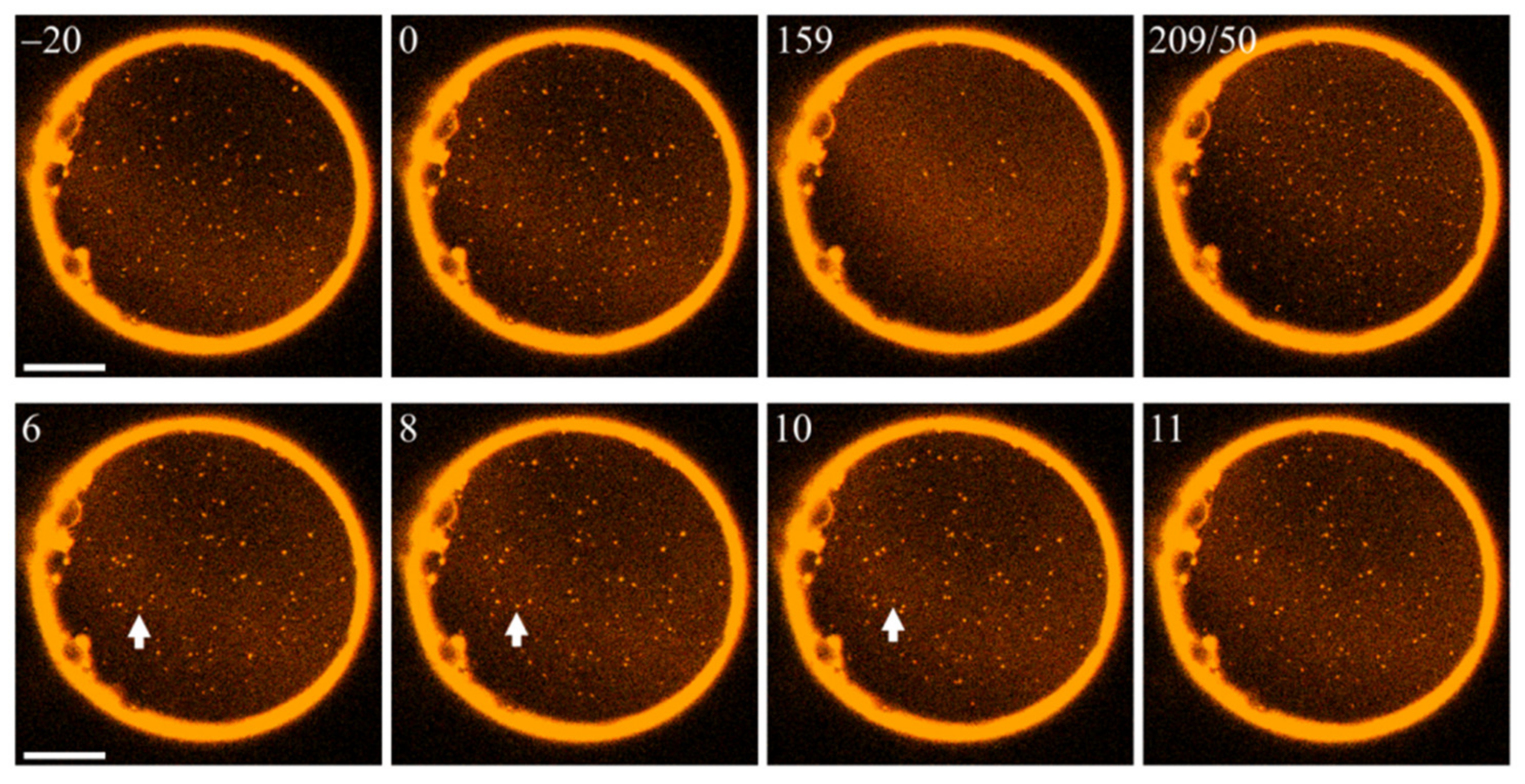 Ijms 23 03502 g003 550