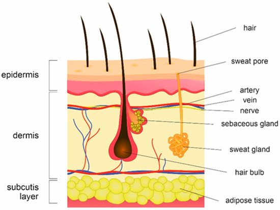 File:501 Structure of the skin.jpg - Wikimedia Commons