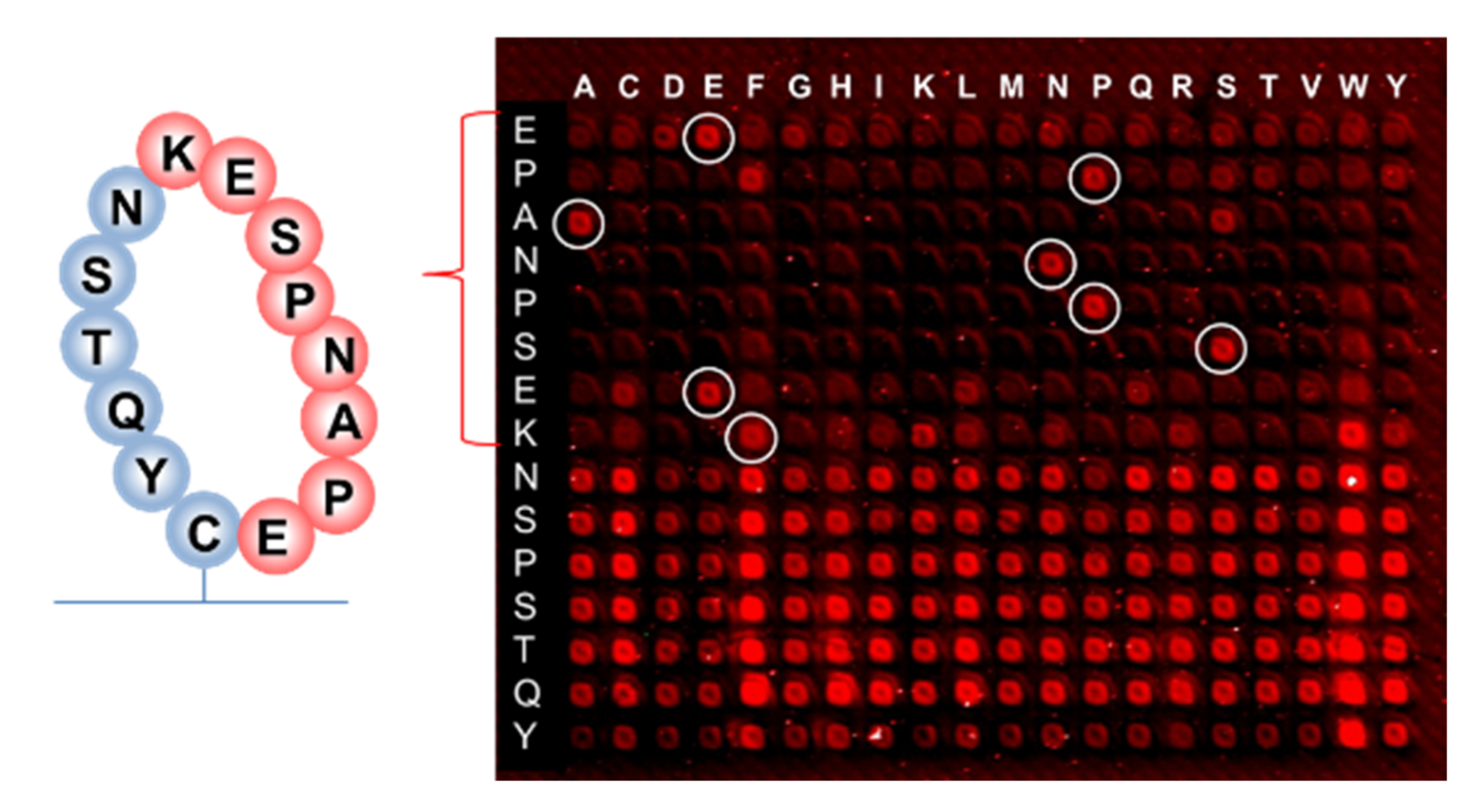 Ijms 23 03515 g011 550
