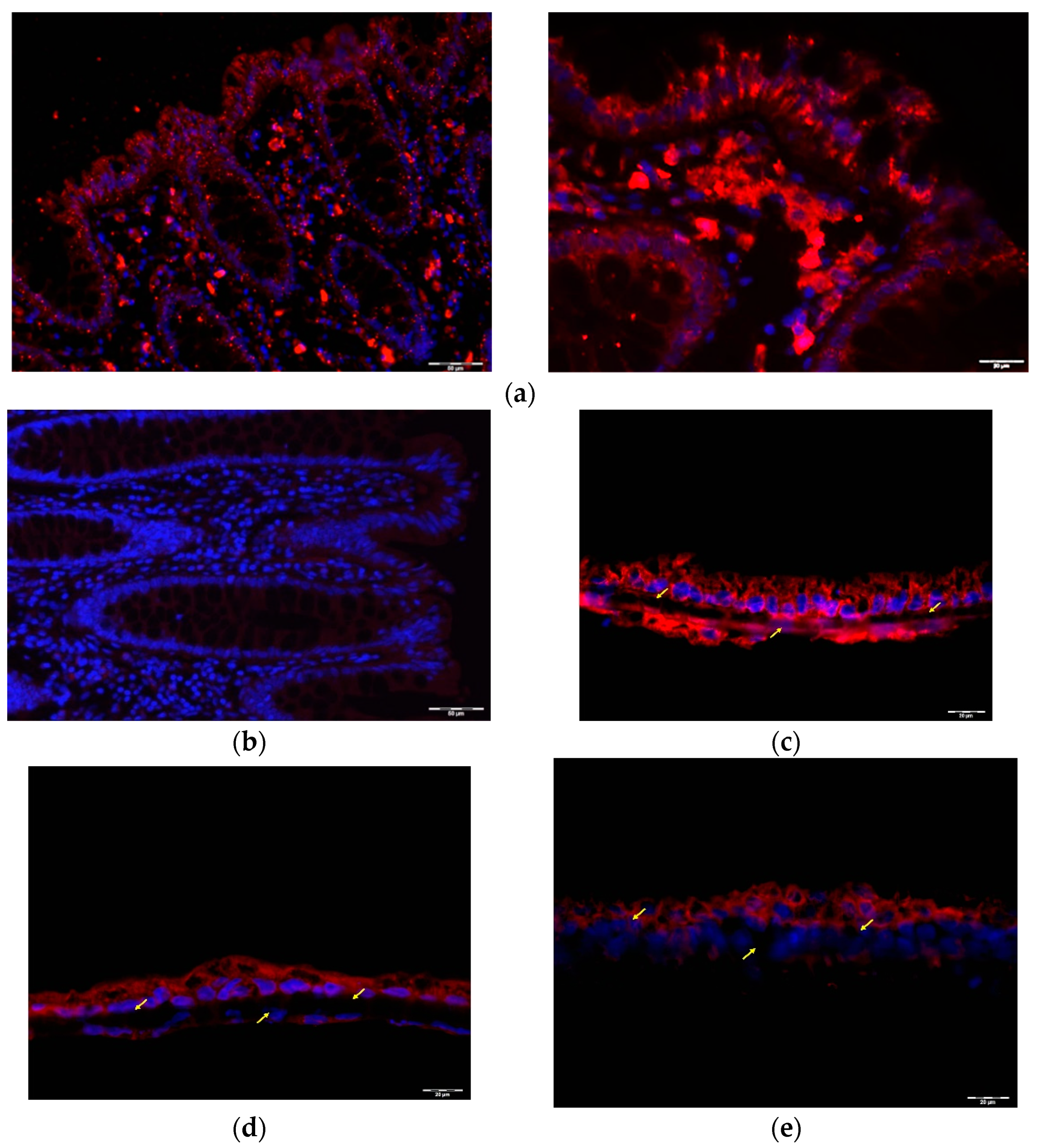 Ijms 23 03523 g003 550