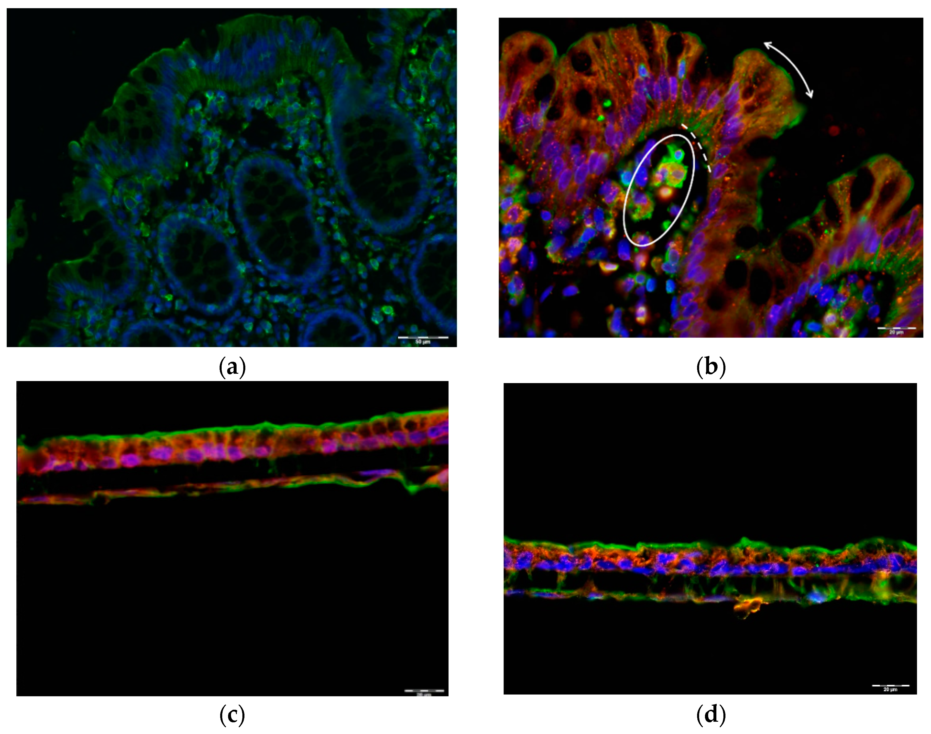 Ijms 23 03523 g004 550