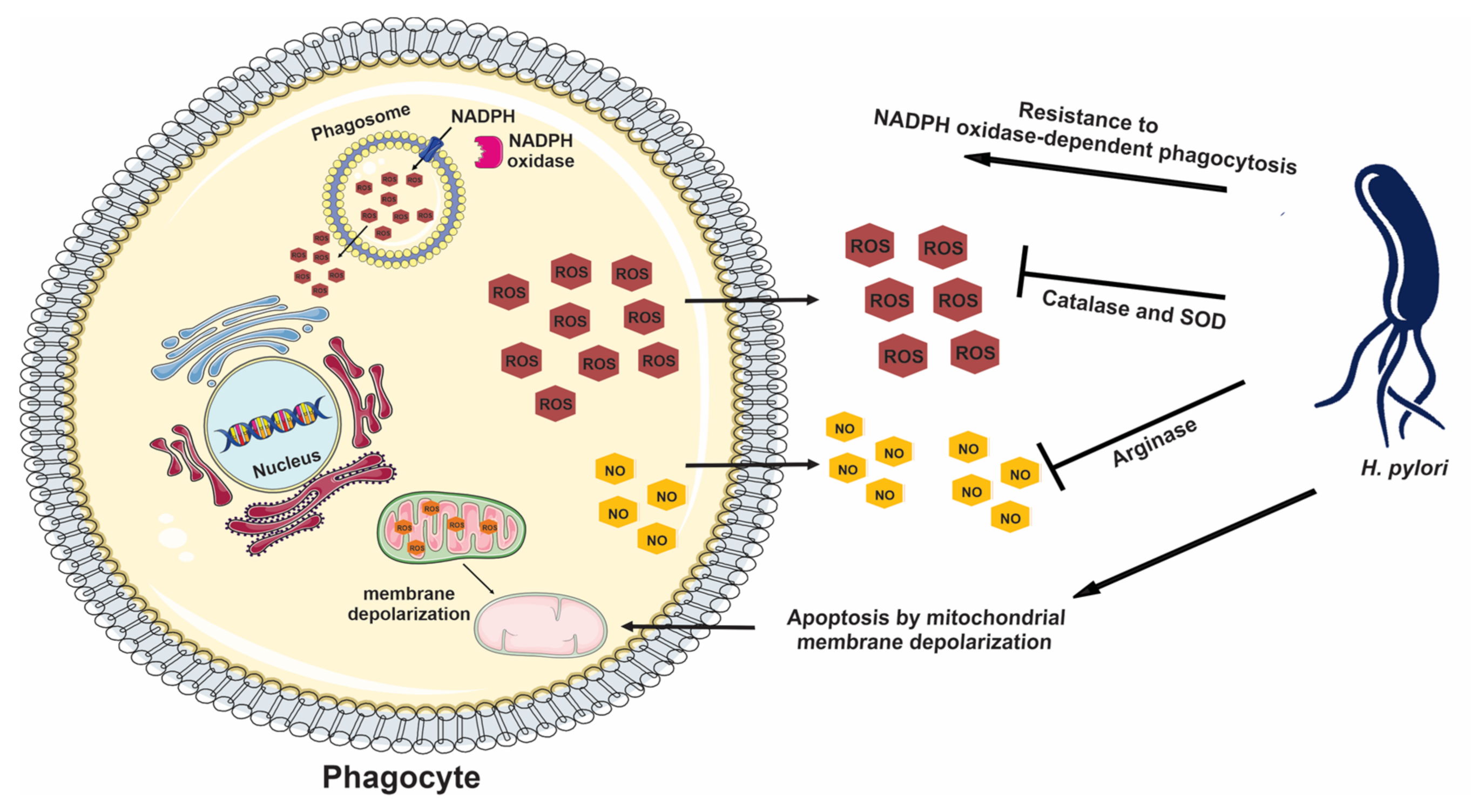 Ijms 23 03531 g001 550
