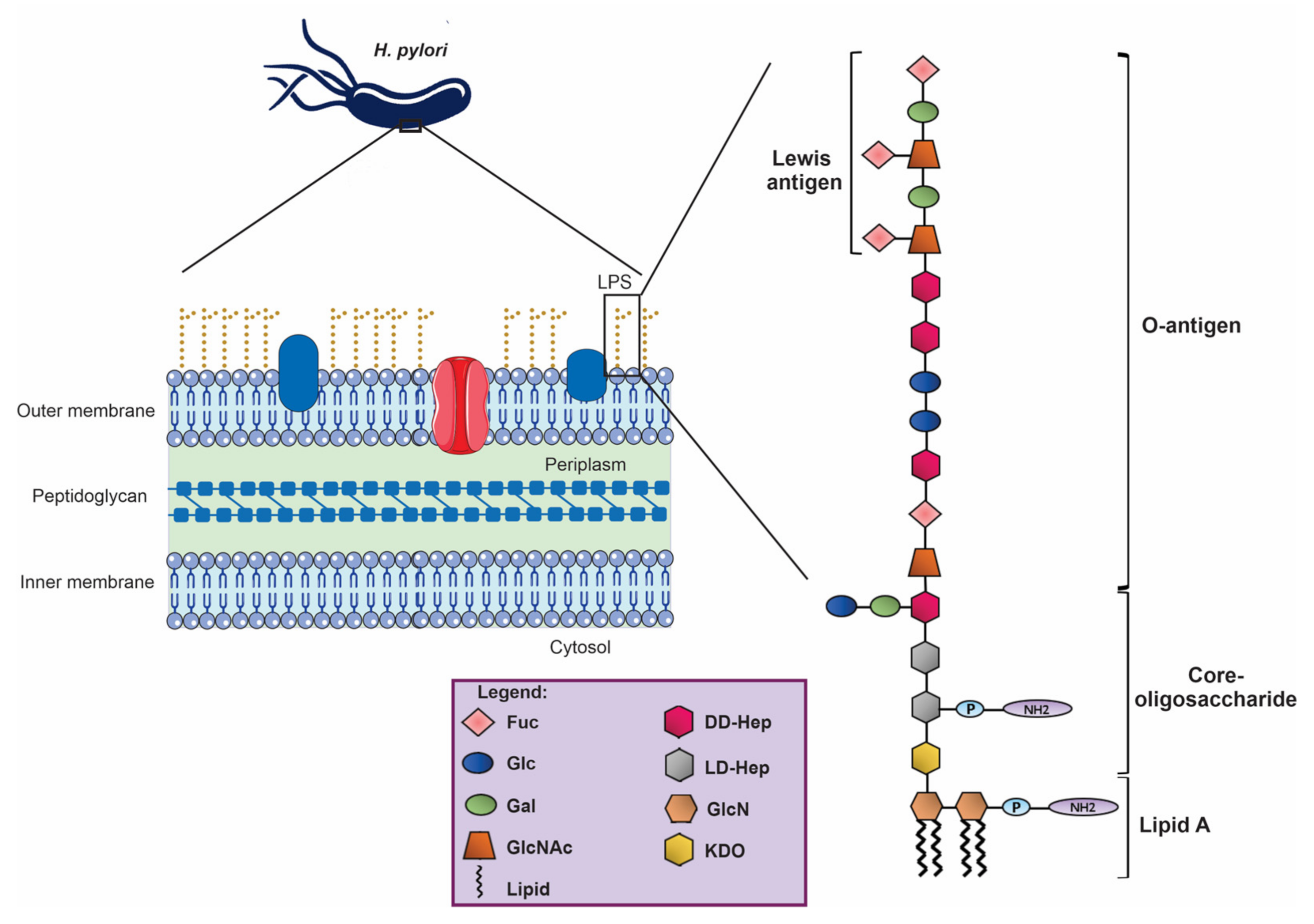 Ijms 23 03531 g002 550