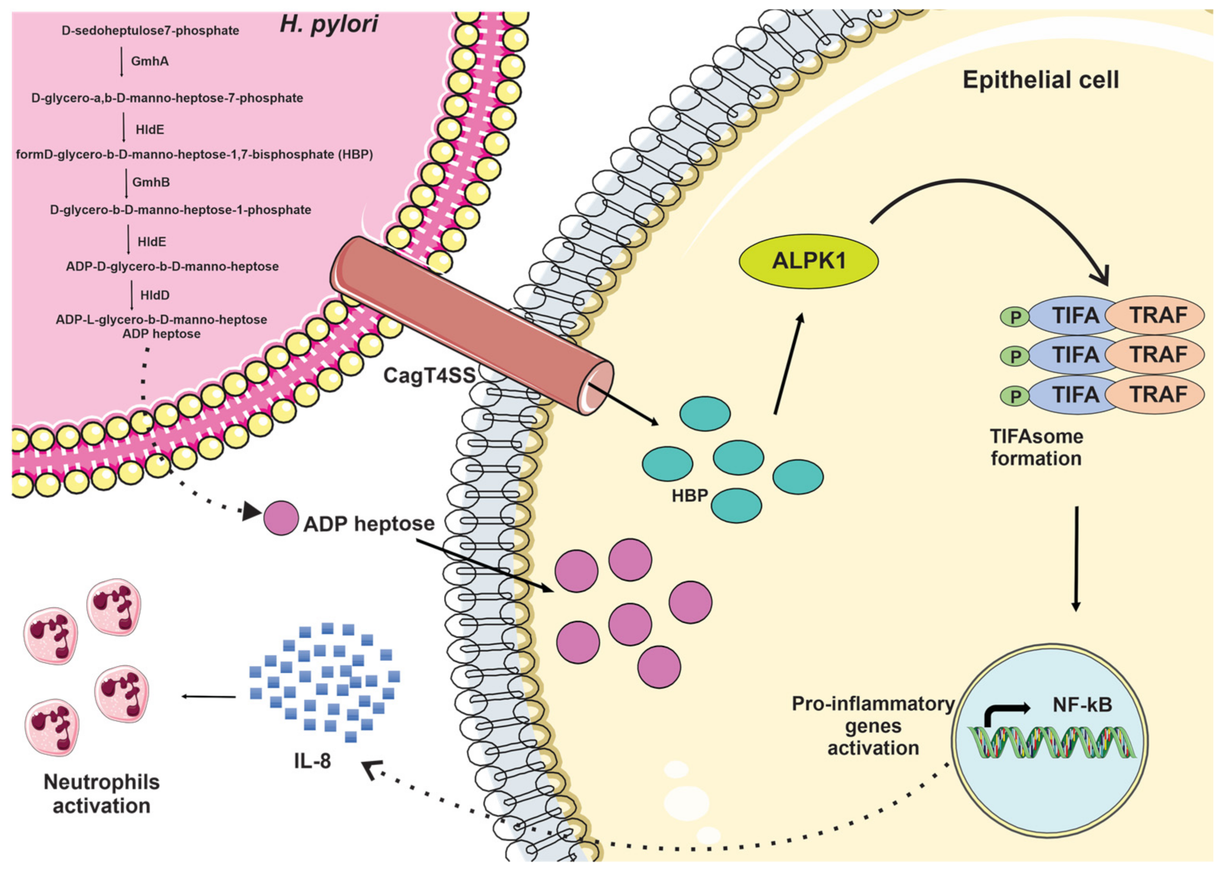 Ijms 23 03531 g003 550