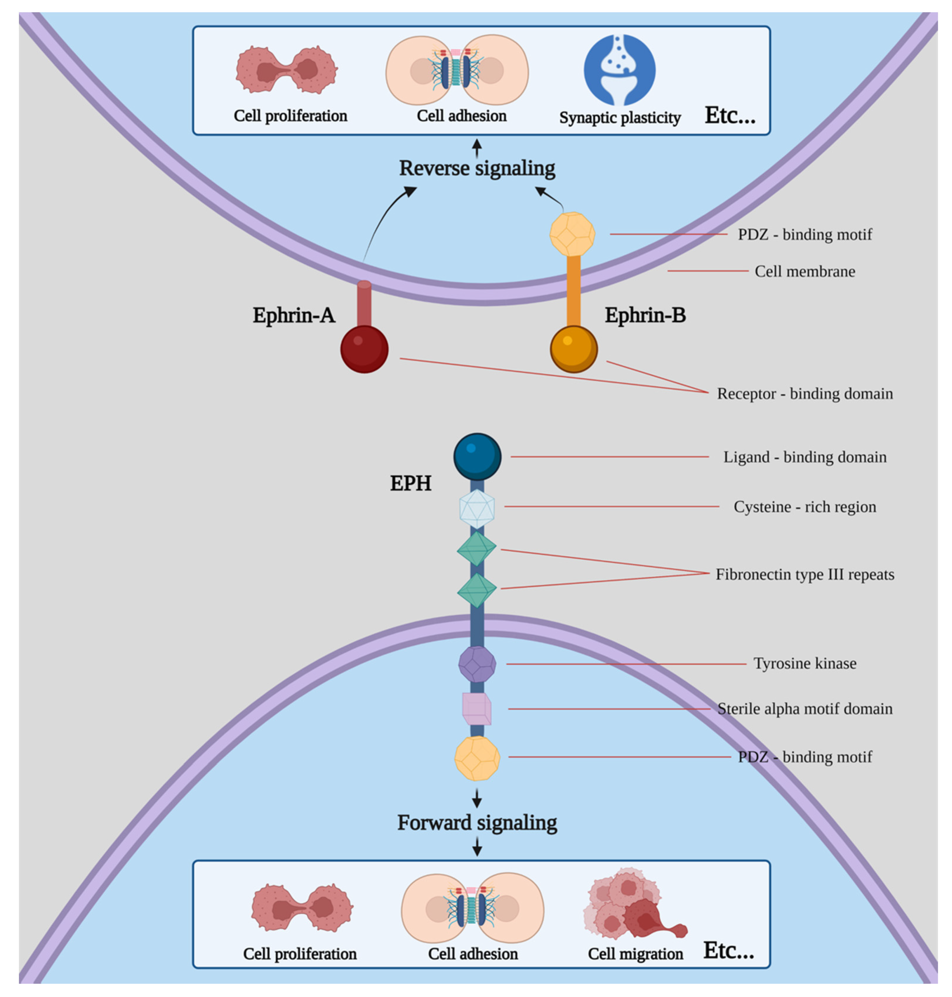 Ijms 23 03551 g001 550