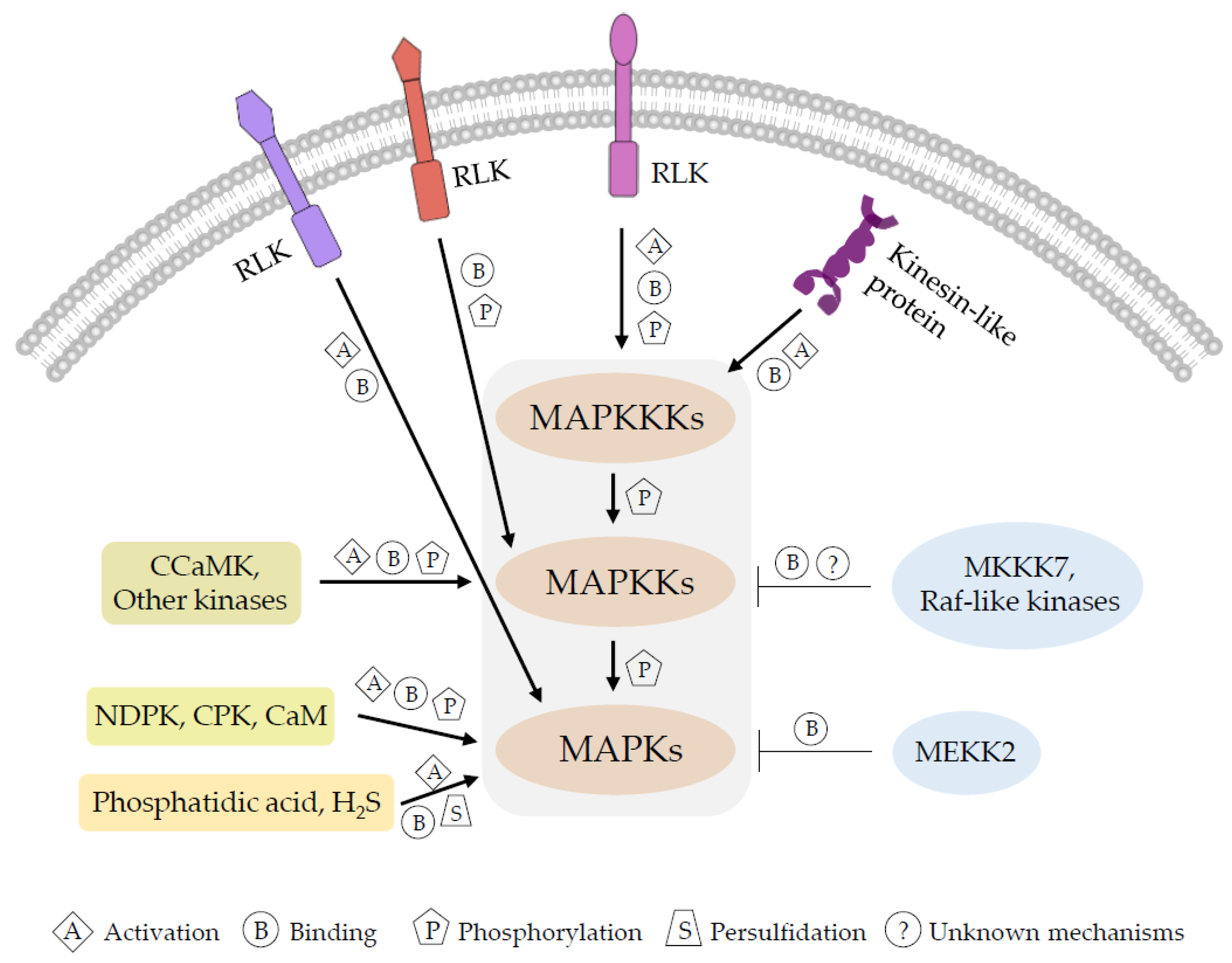 Regulatory Mechanisms of MitogenActivated Biology Diagrams