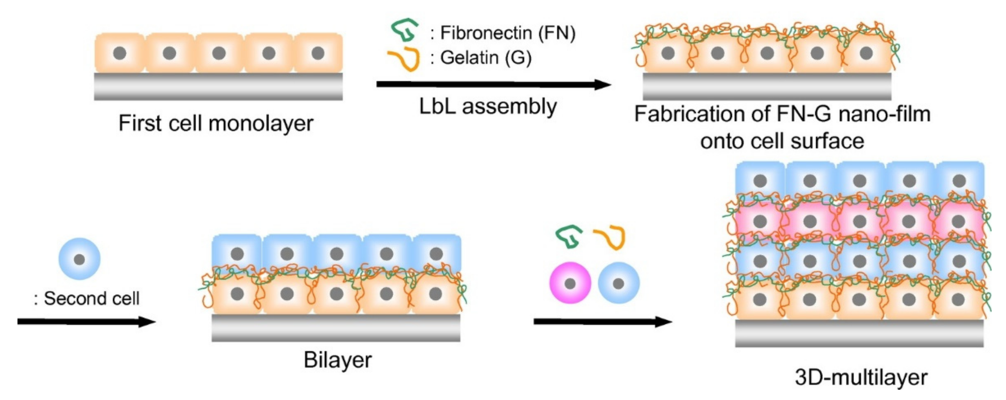 Ijms 23 03577 g008 Ijms 23 03577 g008