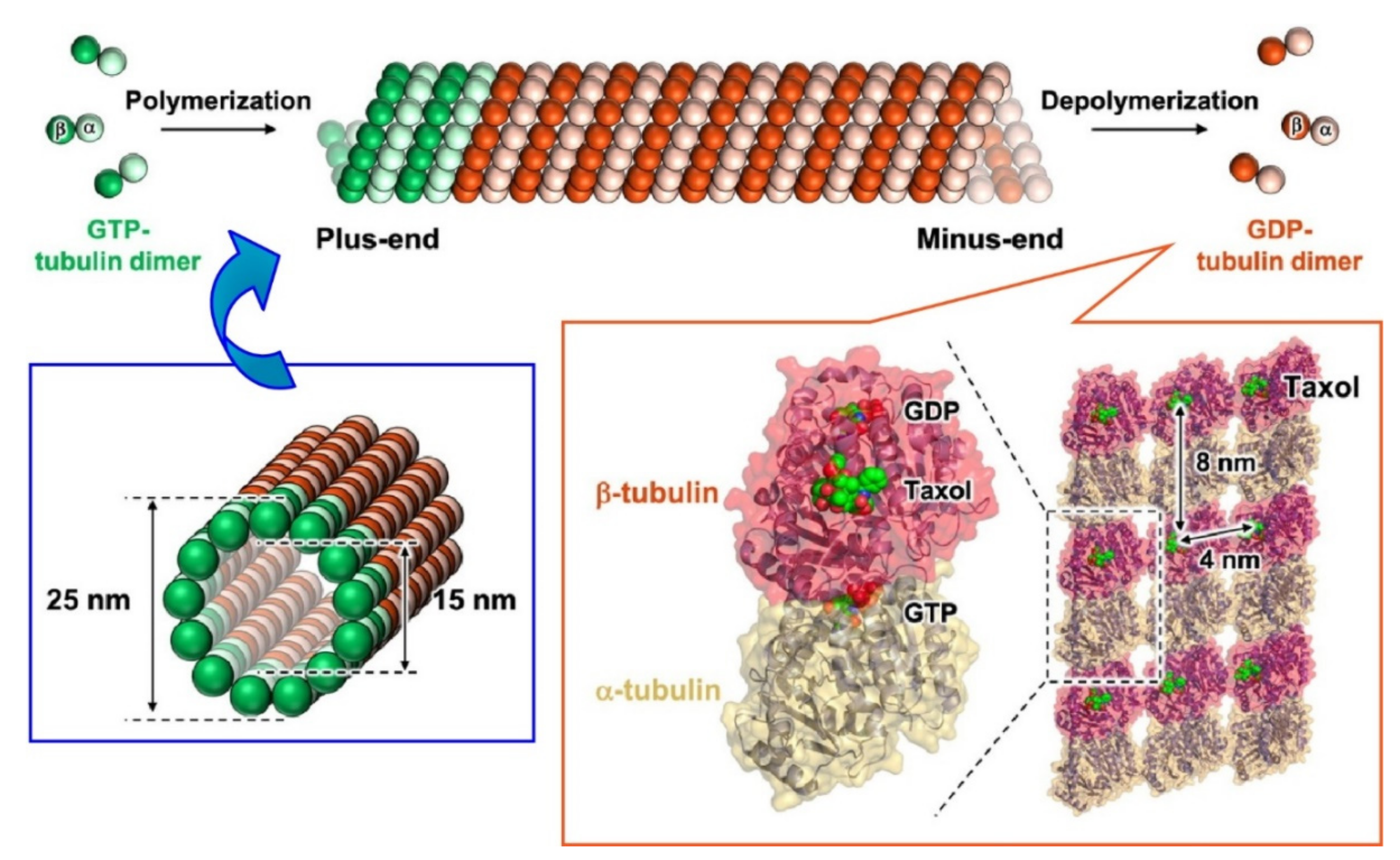 Ijms 23 03577 g020 Ijms 23 03577 g020
